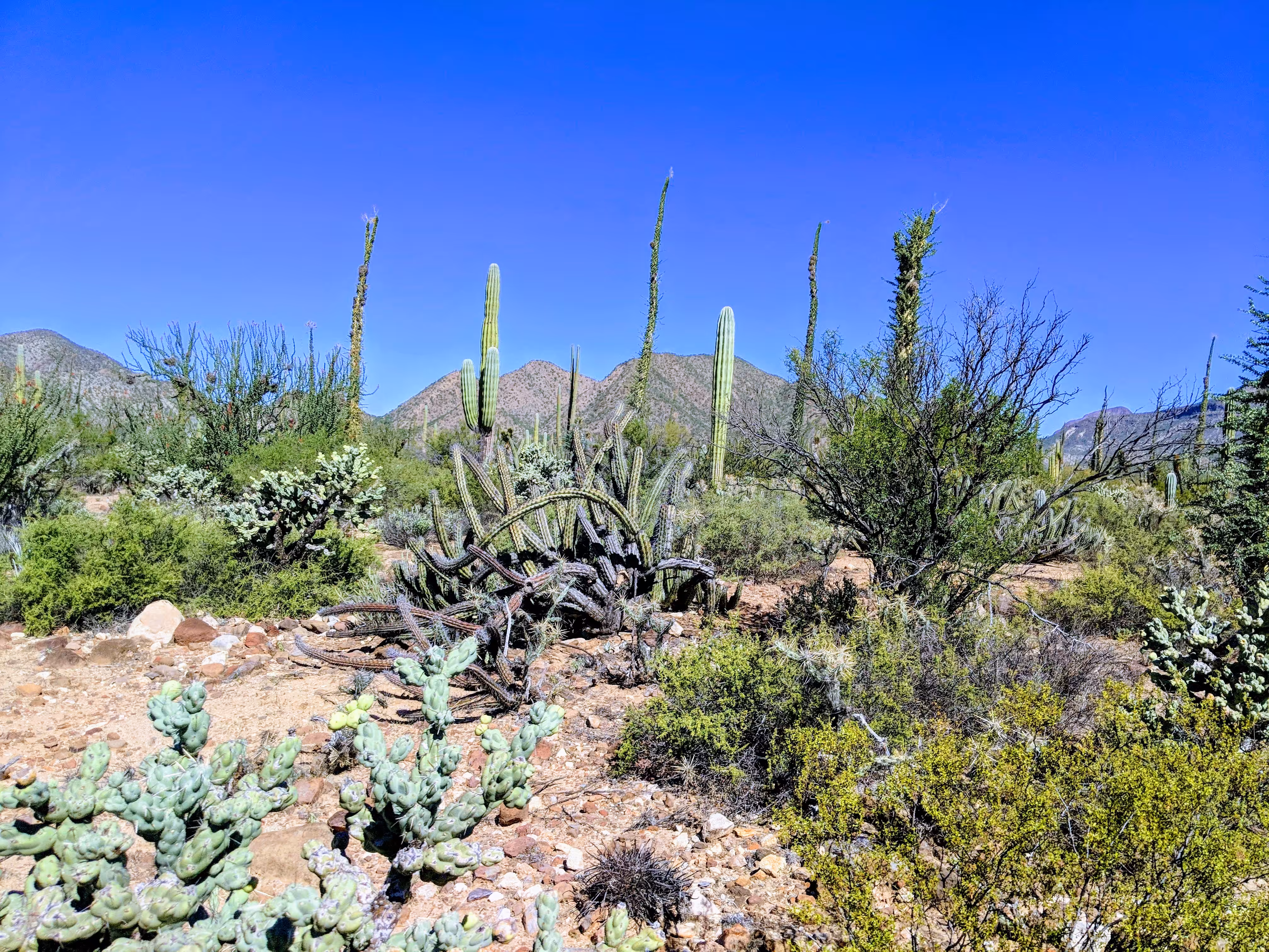 Baja California 1