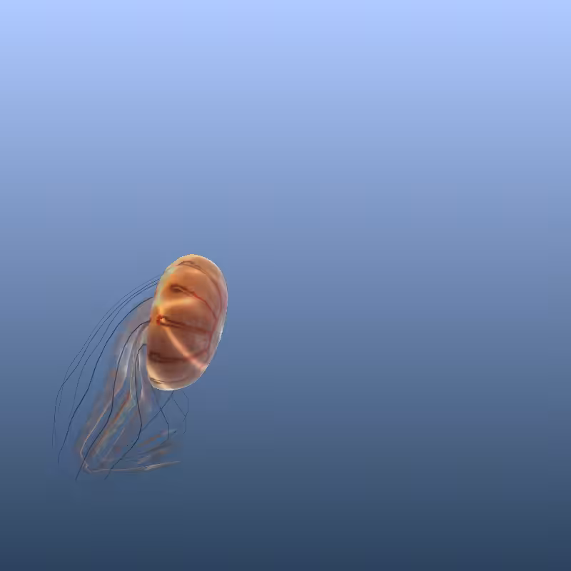 Jellyfish #2