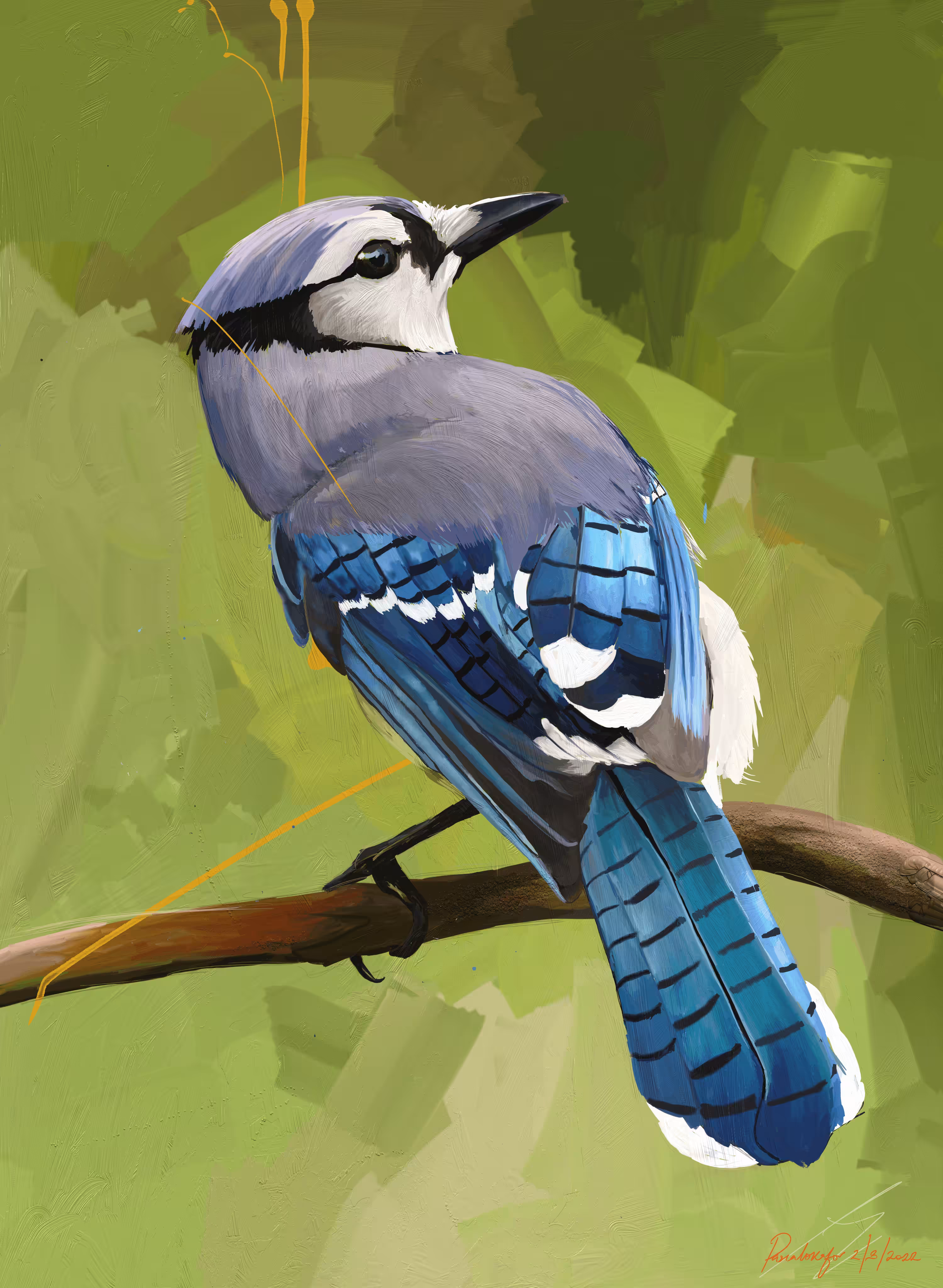 Bluejay