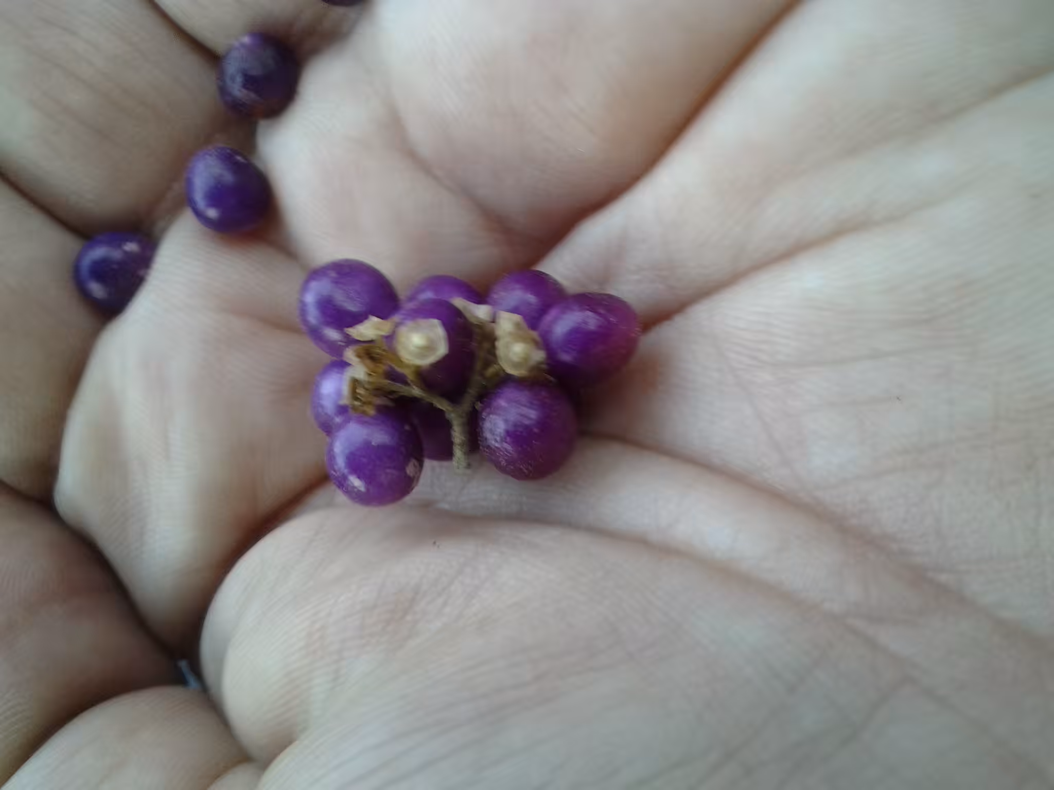 Purple Berries