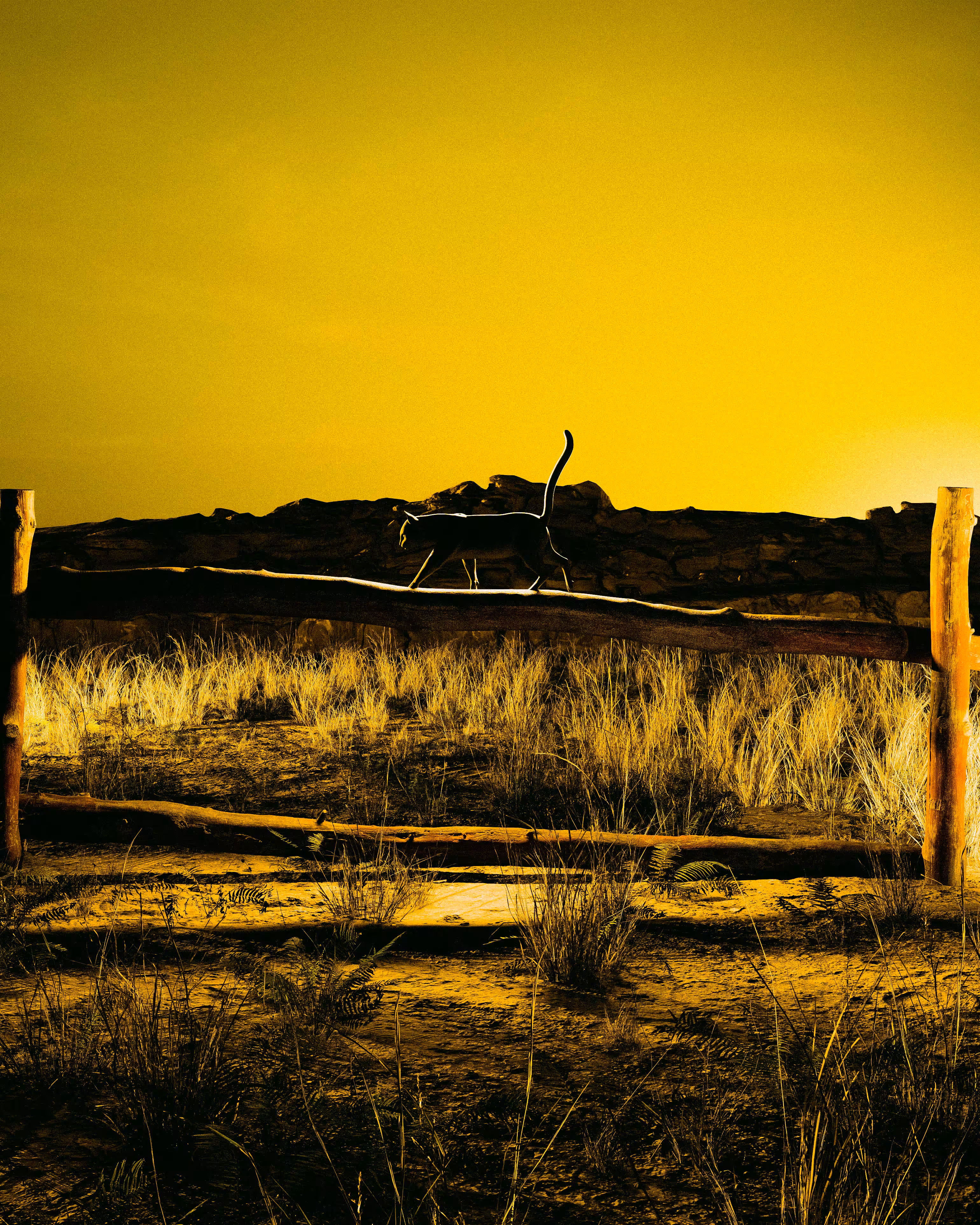 Yellow Field