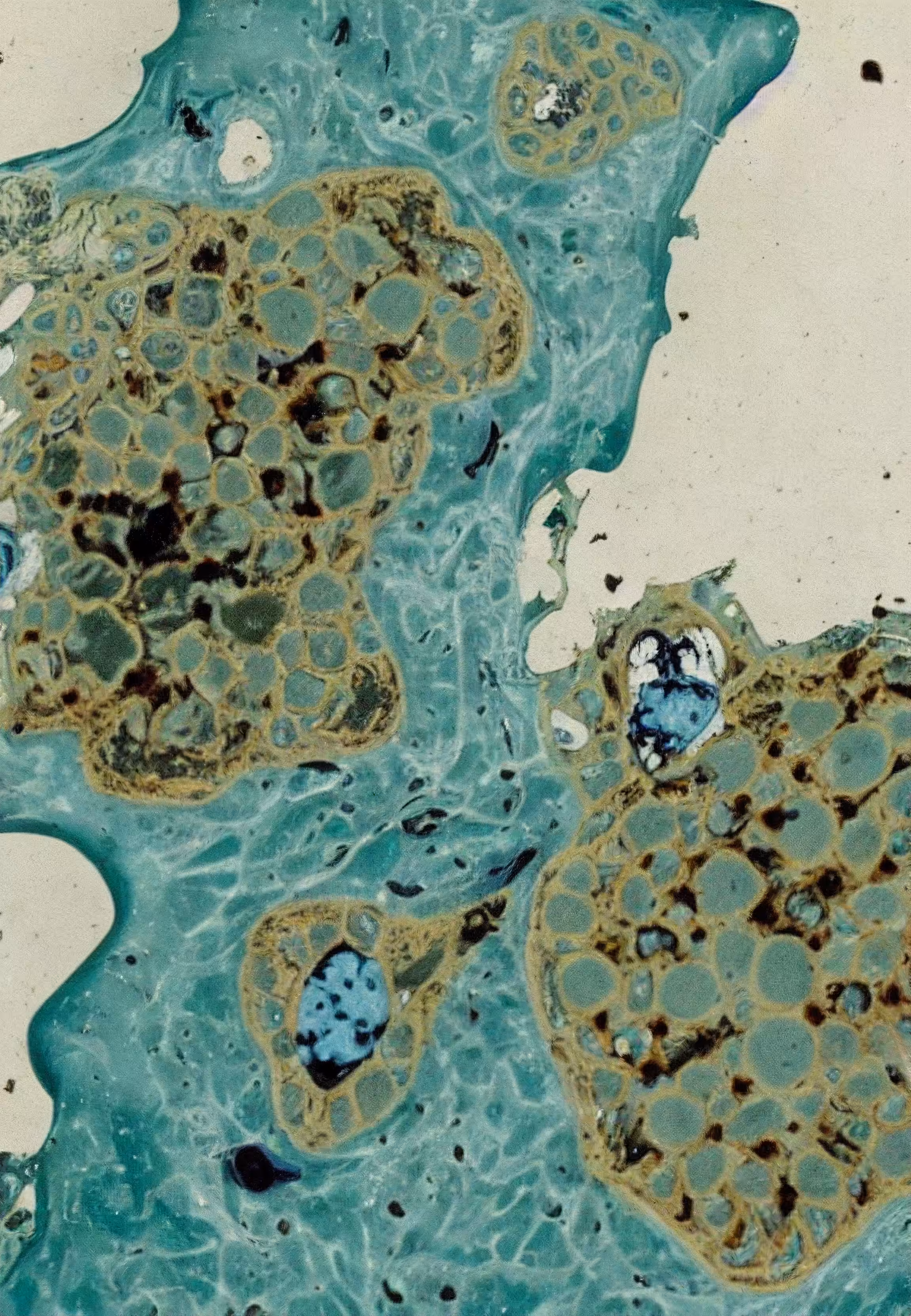 Histologia In Silico #166