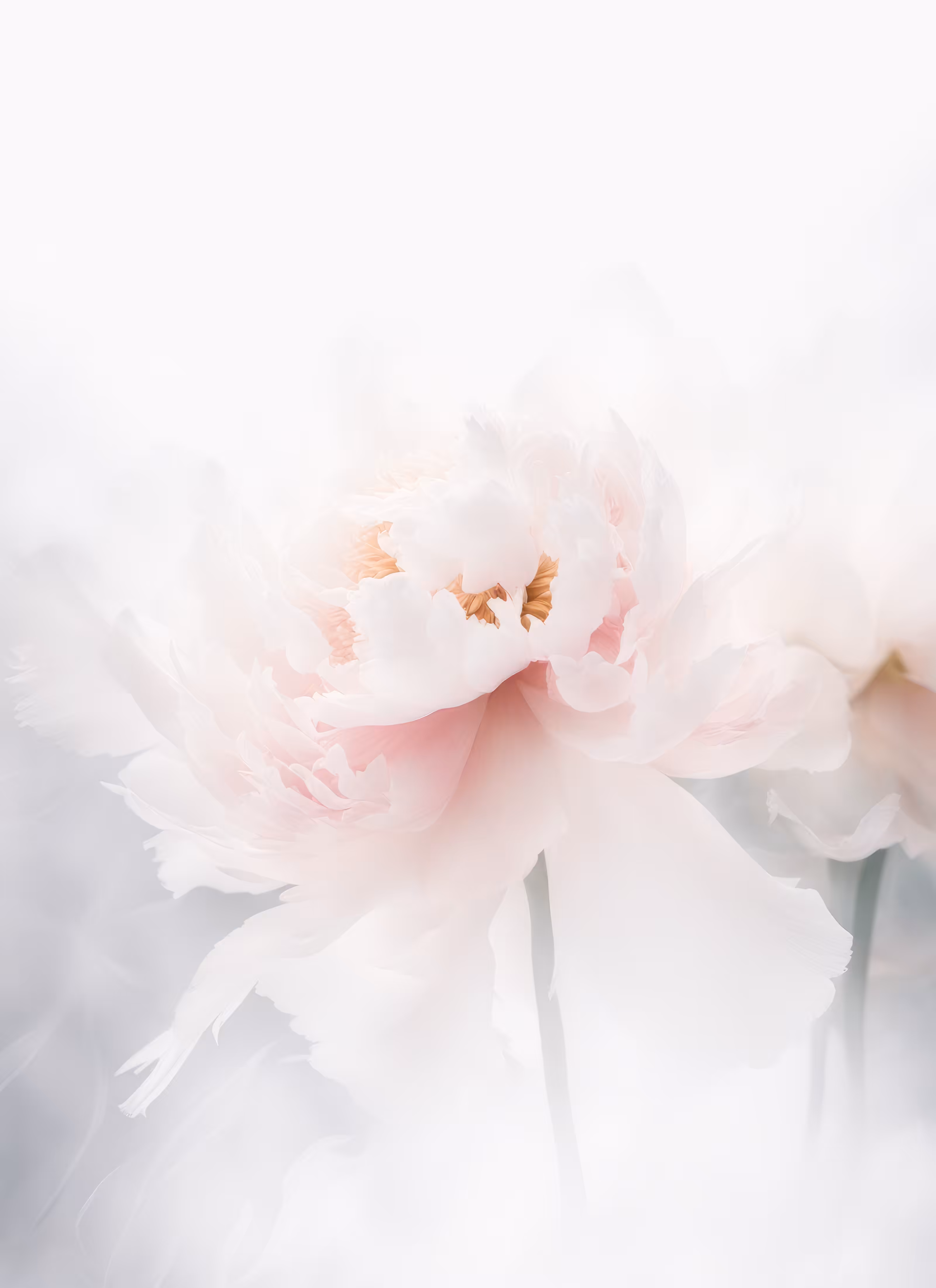 Blur Fleurs :: Merge #7