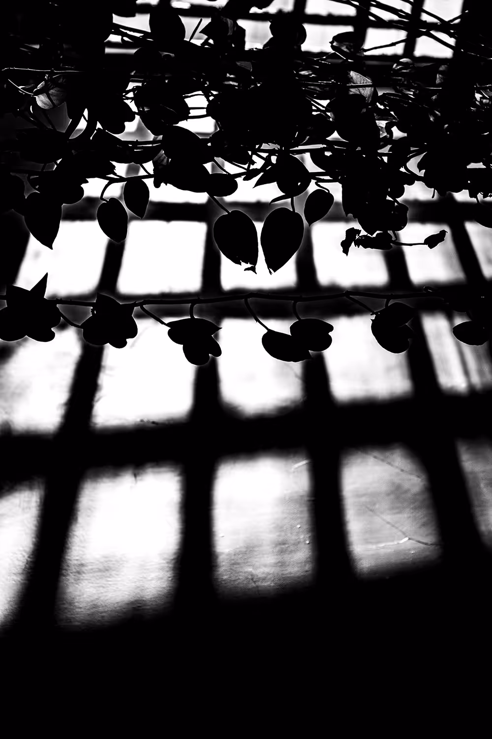 Play with shadows