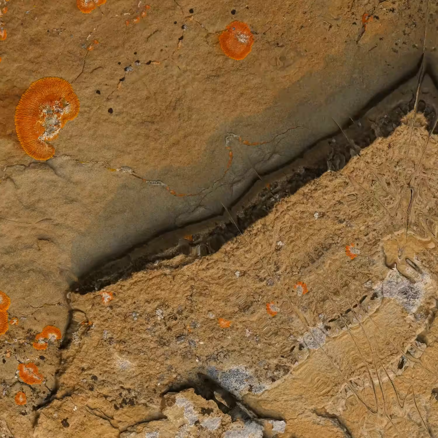 Textilographic Rock and Lichen, Yellowstone, #9