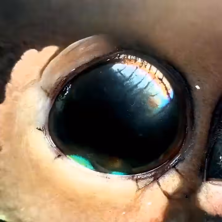 plasm0 - apoptosis