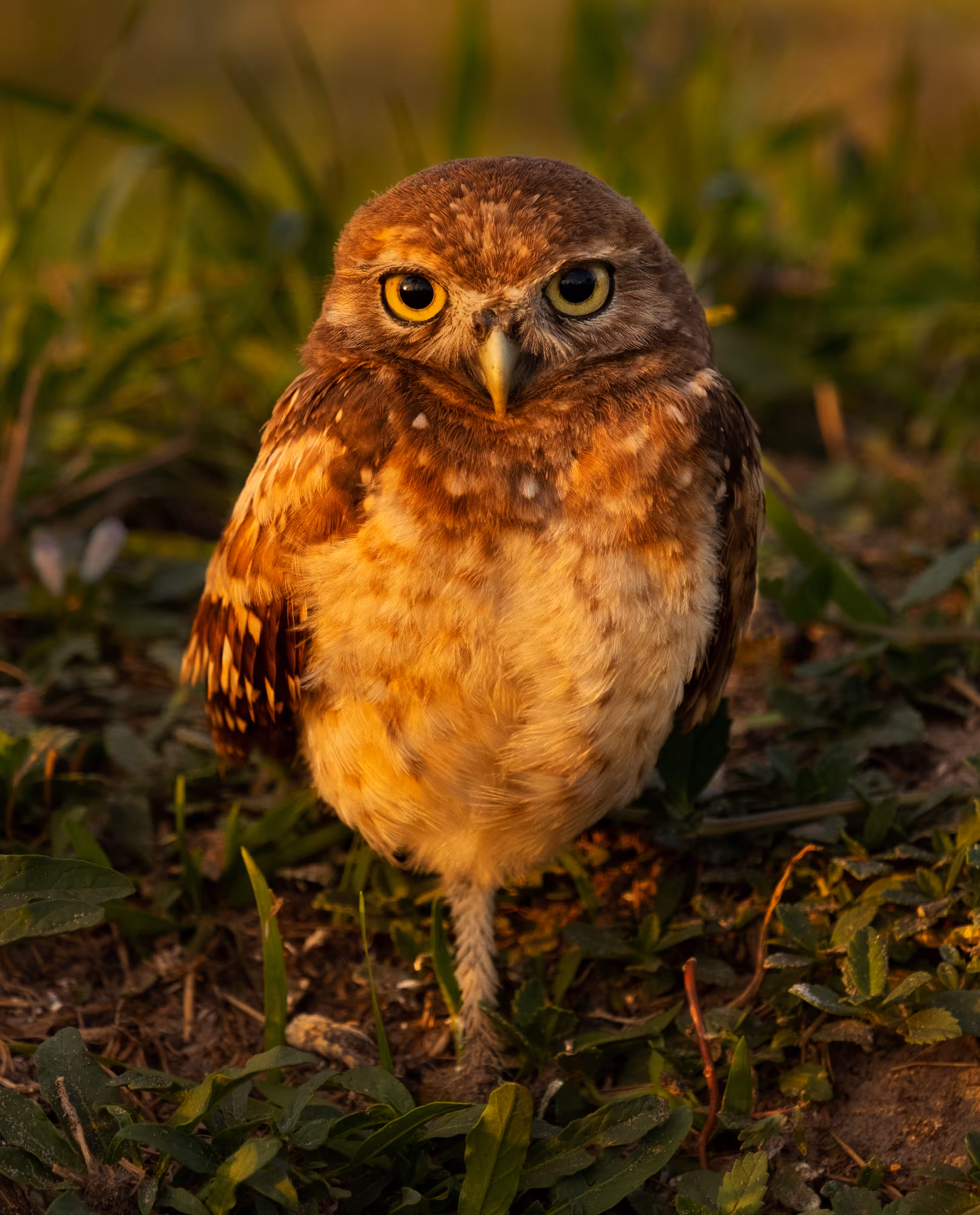 Baby Burrowing Owl in Tree Pose