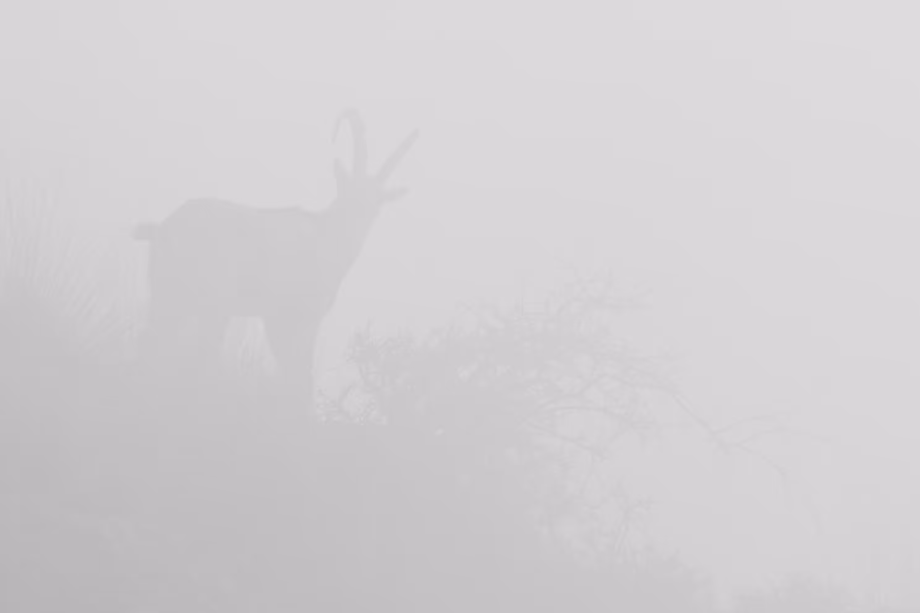 The Happy Valley: Mist Silence