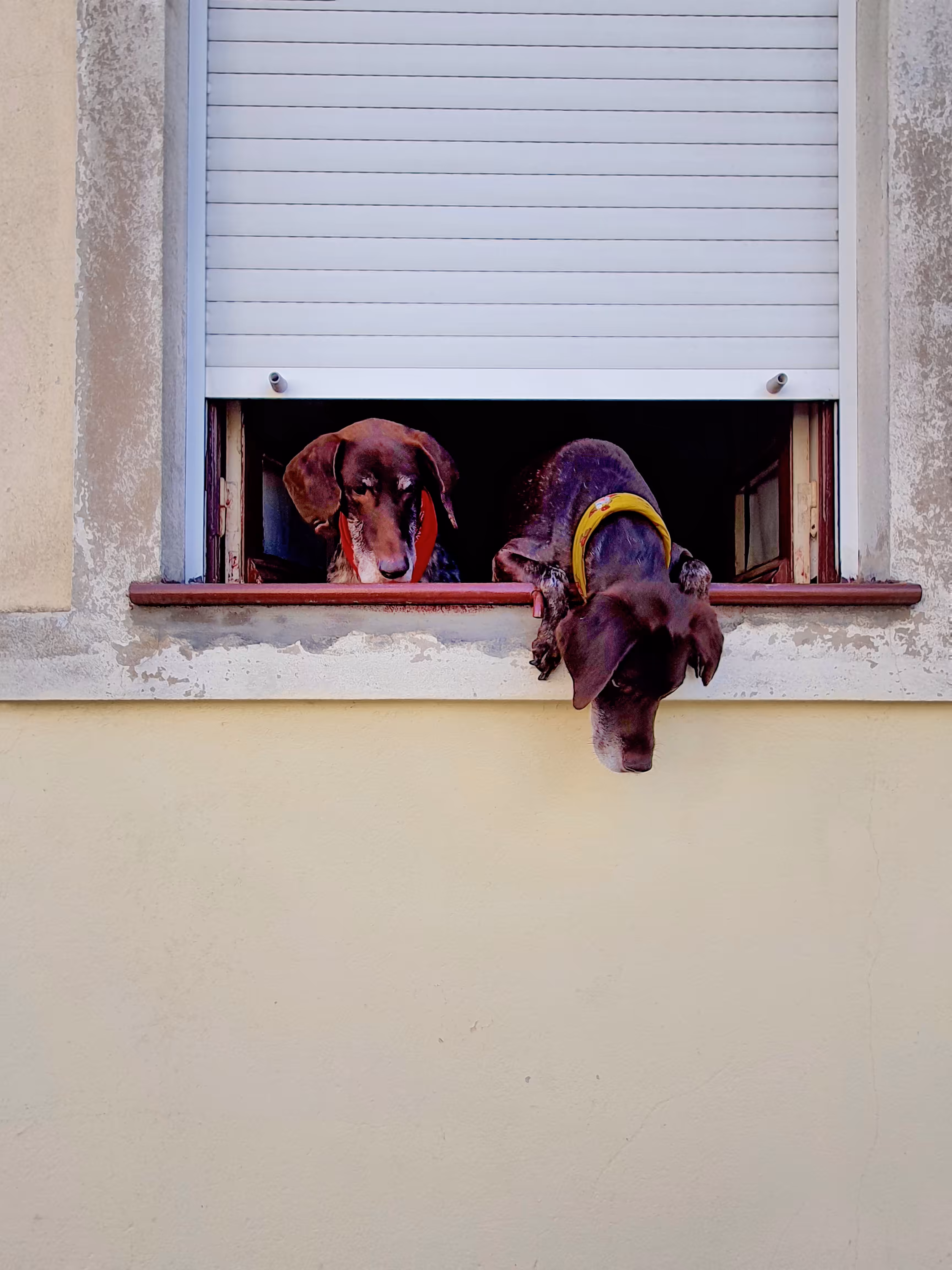 Curious bunch