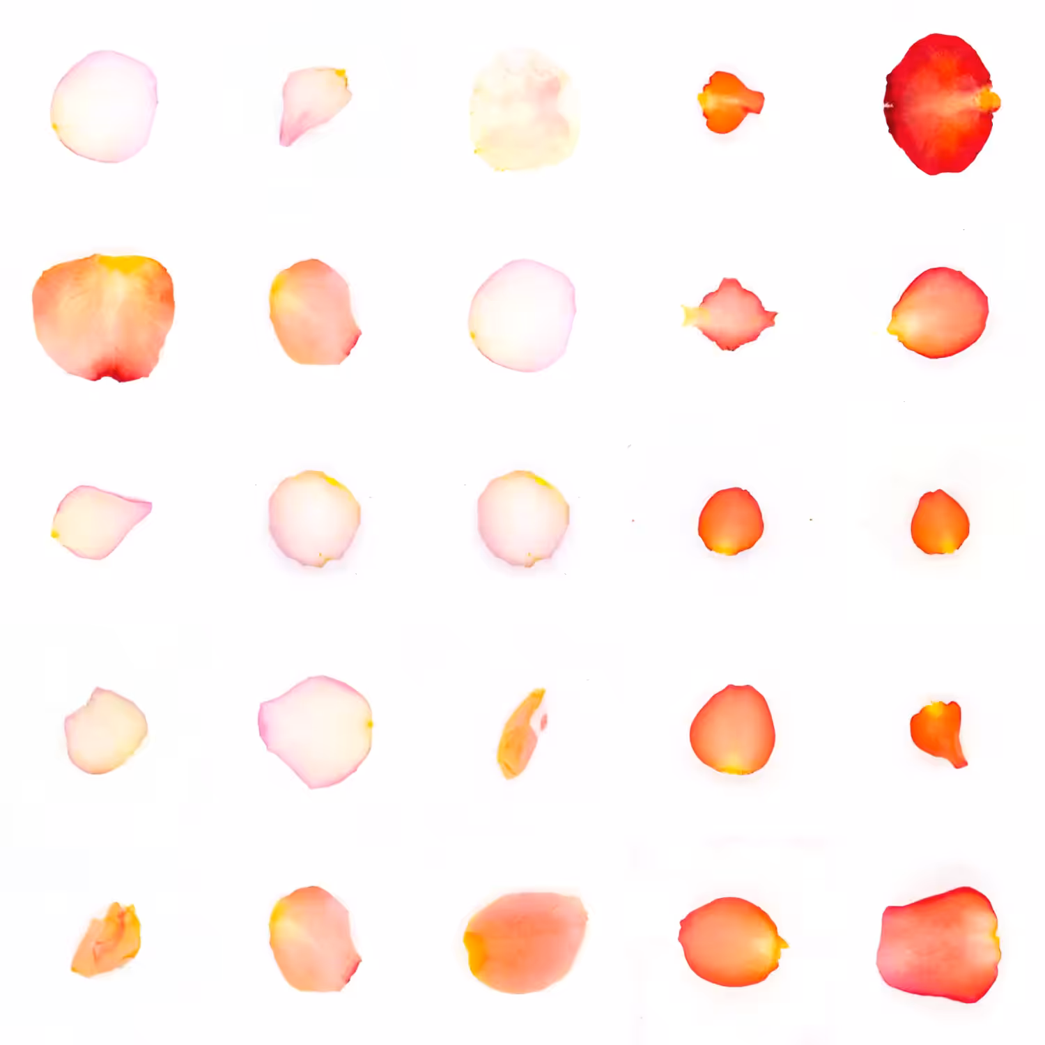 Infinite Petals 5x5#22157