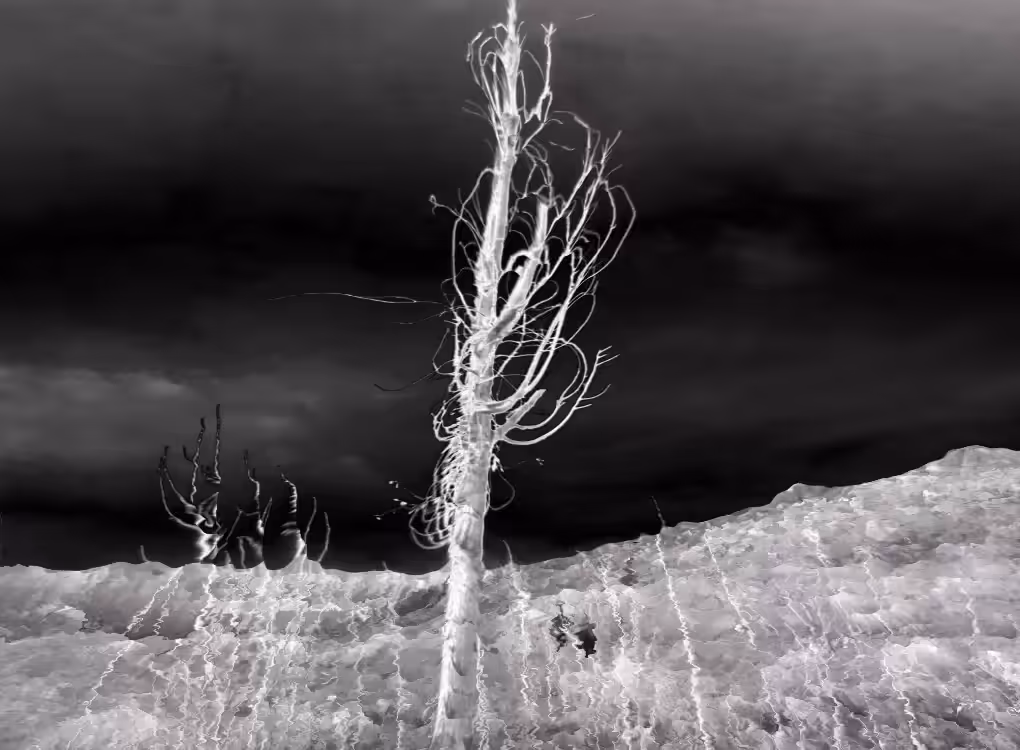 Single Tree