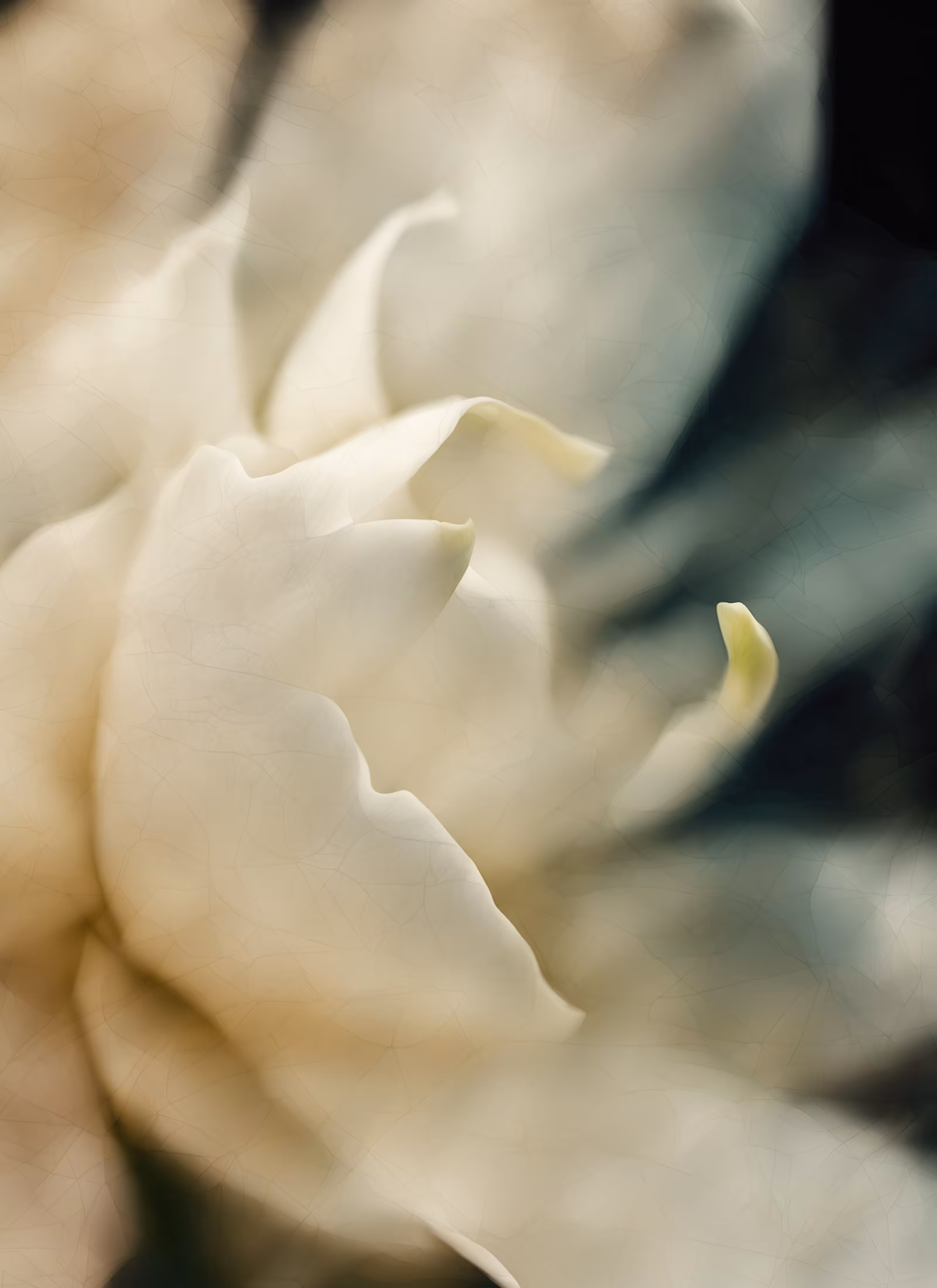 Blur Fleurs :: Merge #6