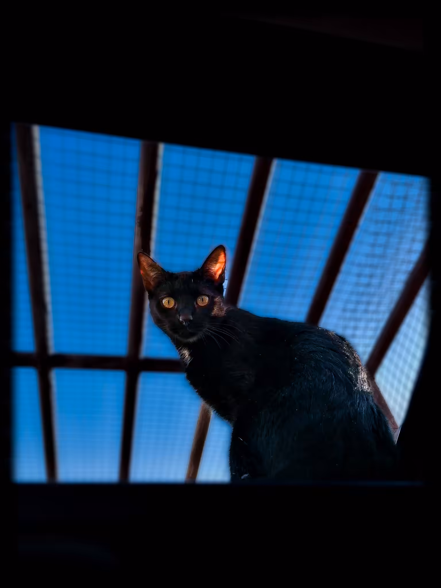 Kitty Eclipse