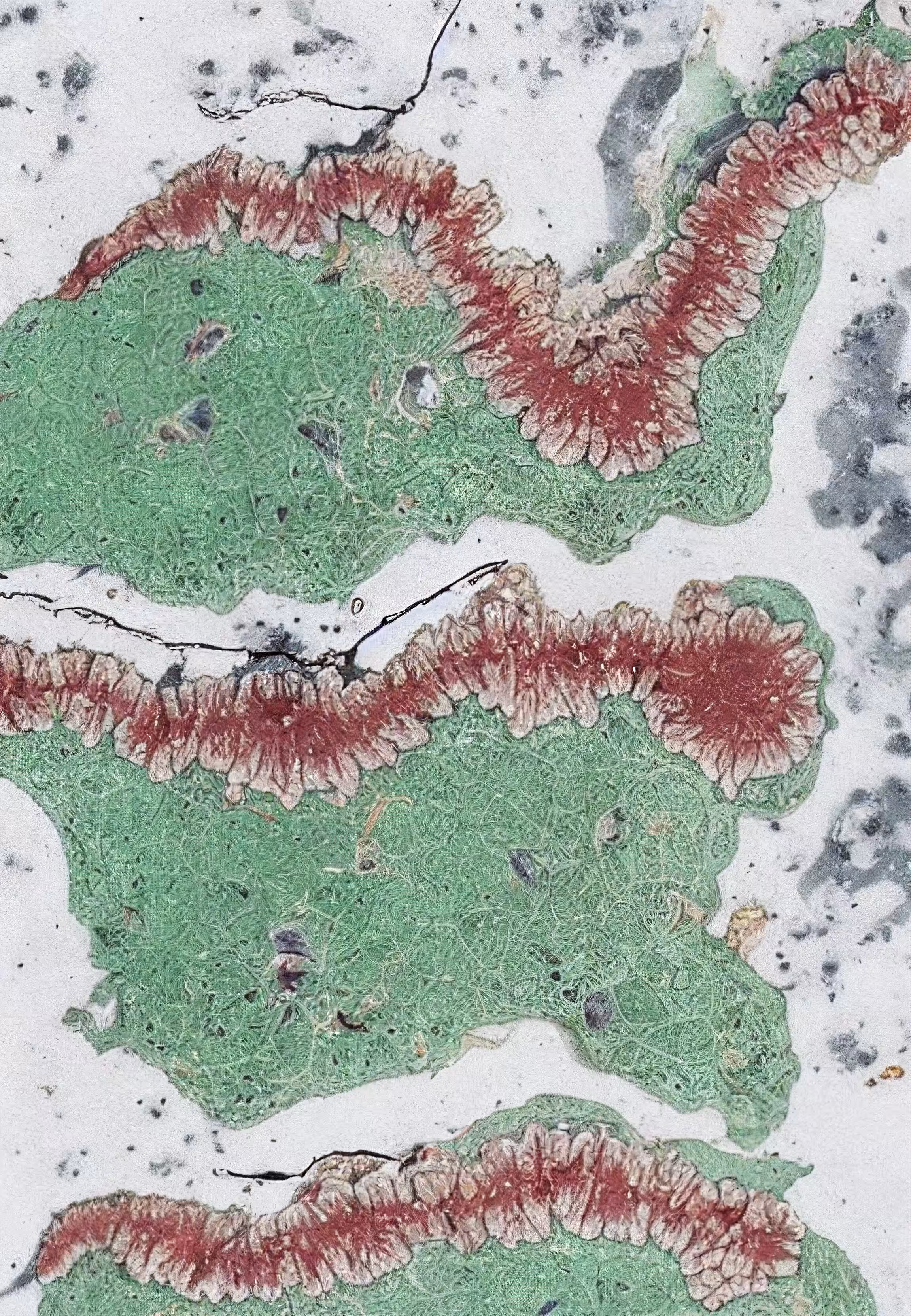In Vivo, In Vitro, In Silico: Histologia In Silico #145