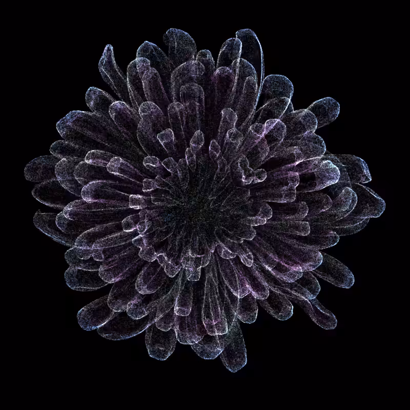 Chrysanthemum Morifolium 30 #85