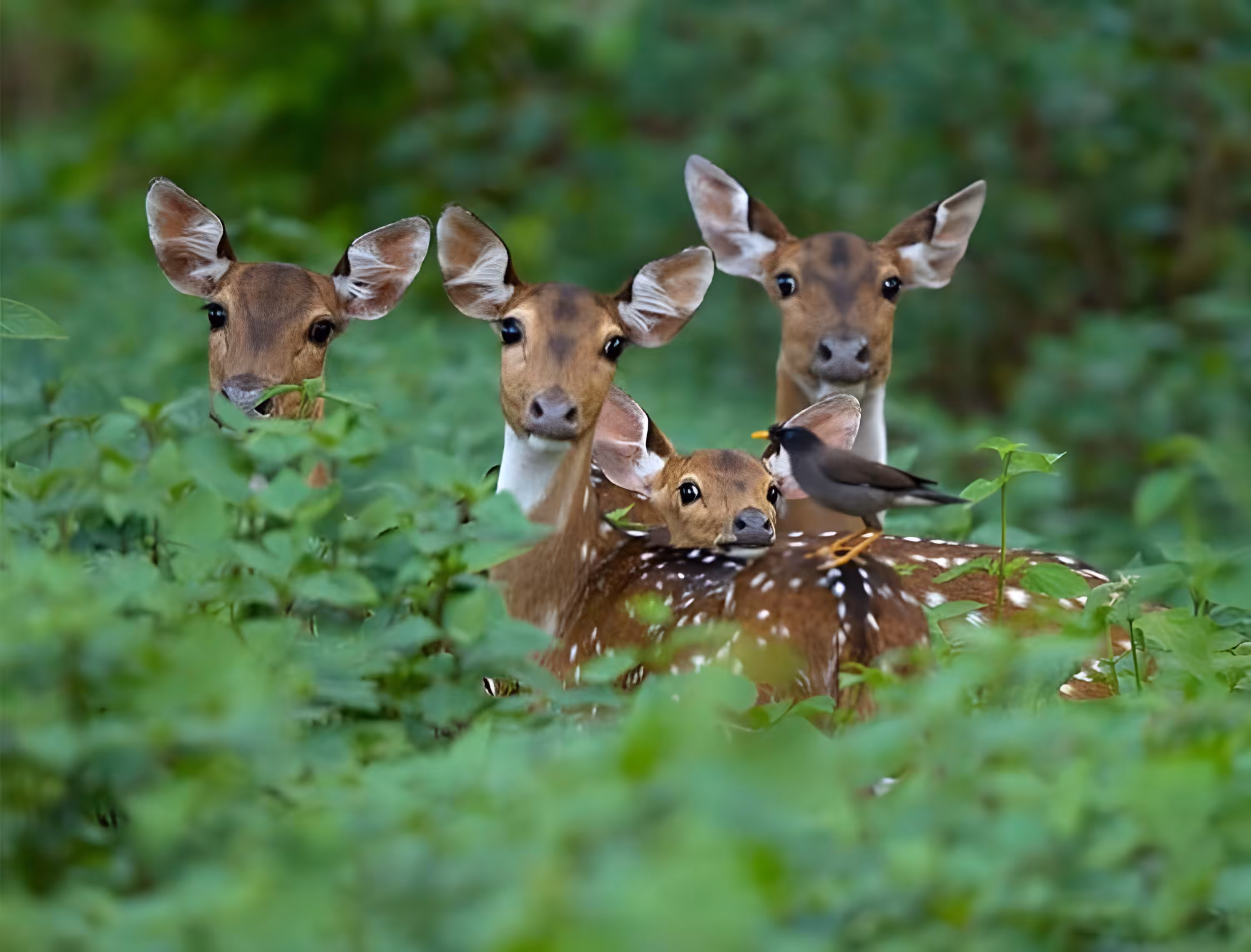 The Happy Valley: The Gentle Watchers