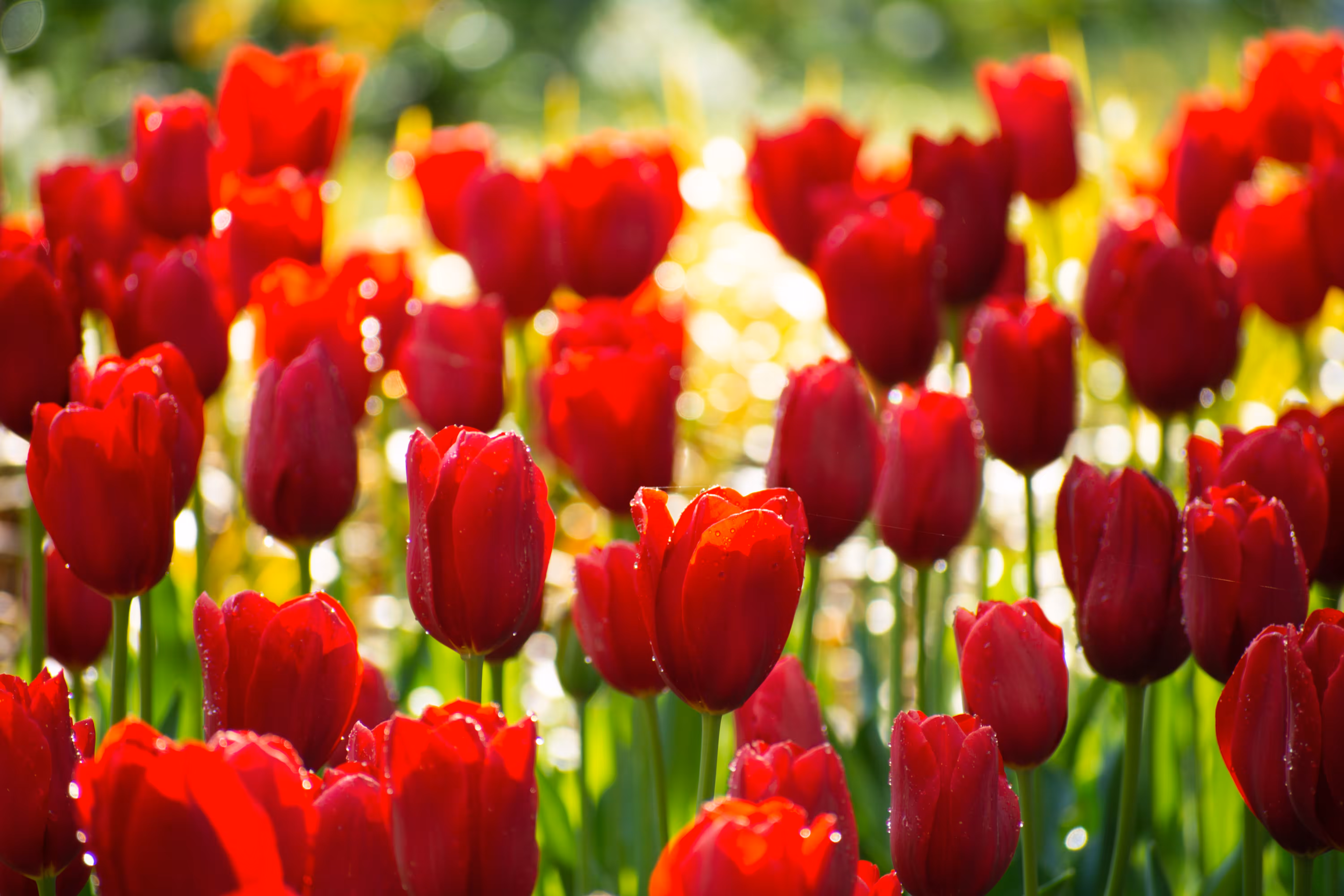 Tulips for Turkey