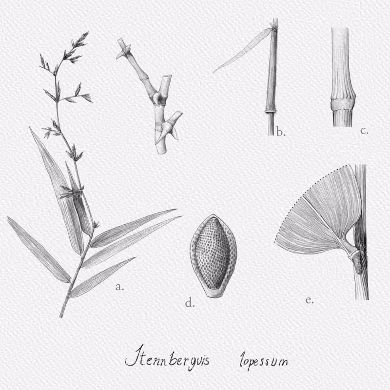 Botanical Illustration - Bambusoideae 1 #18