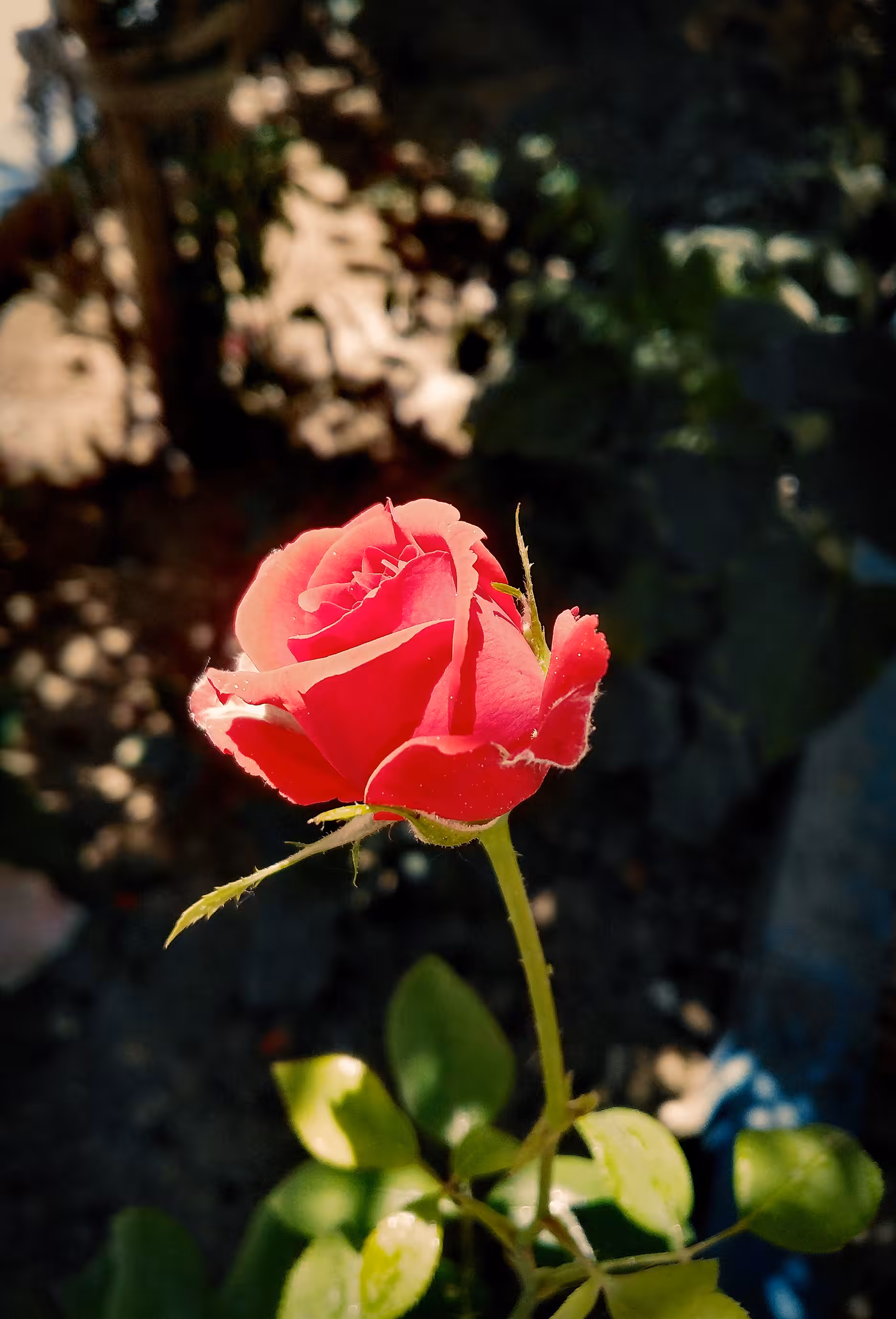 Beautiful Rose