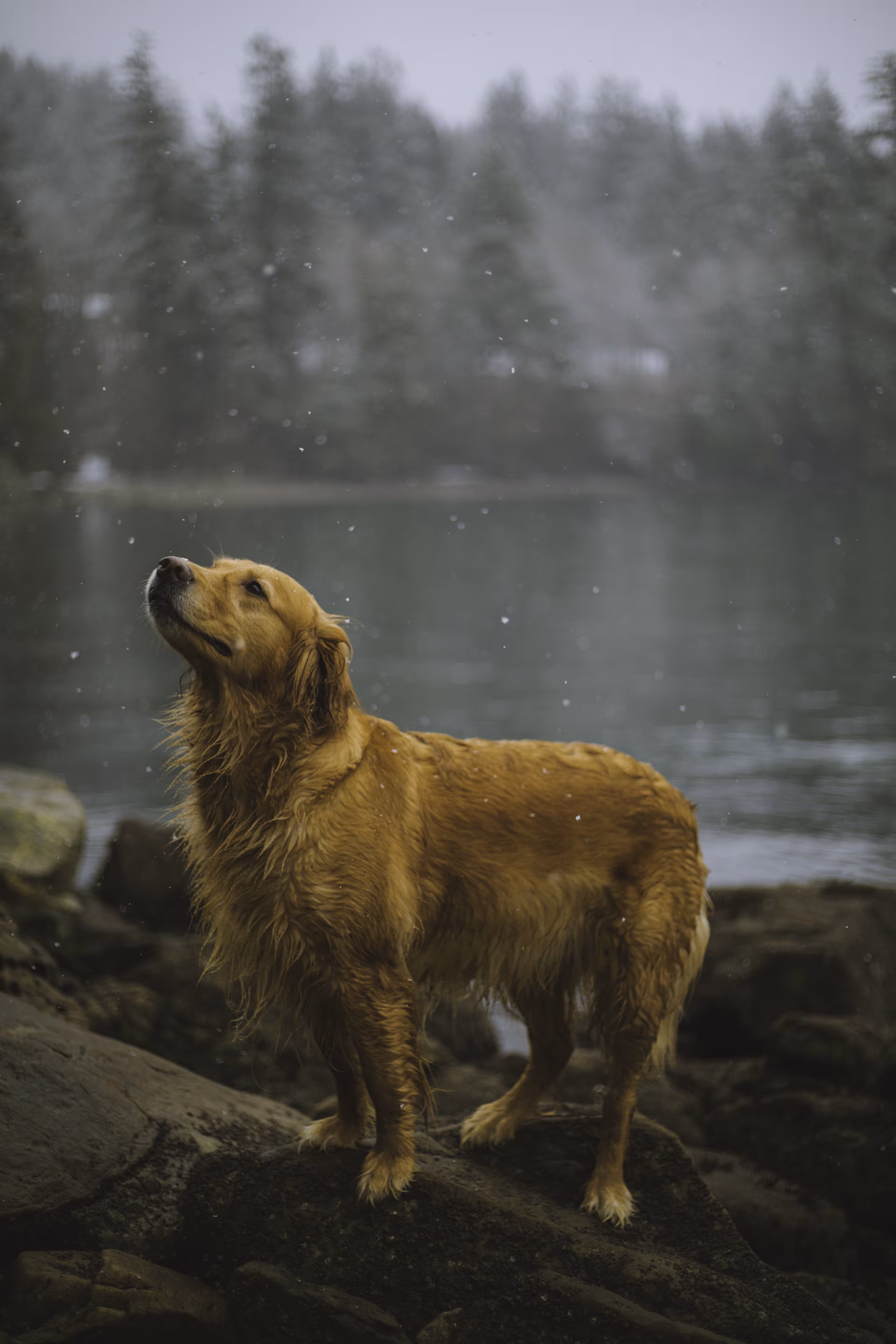 Snow Day