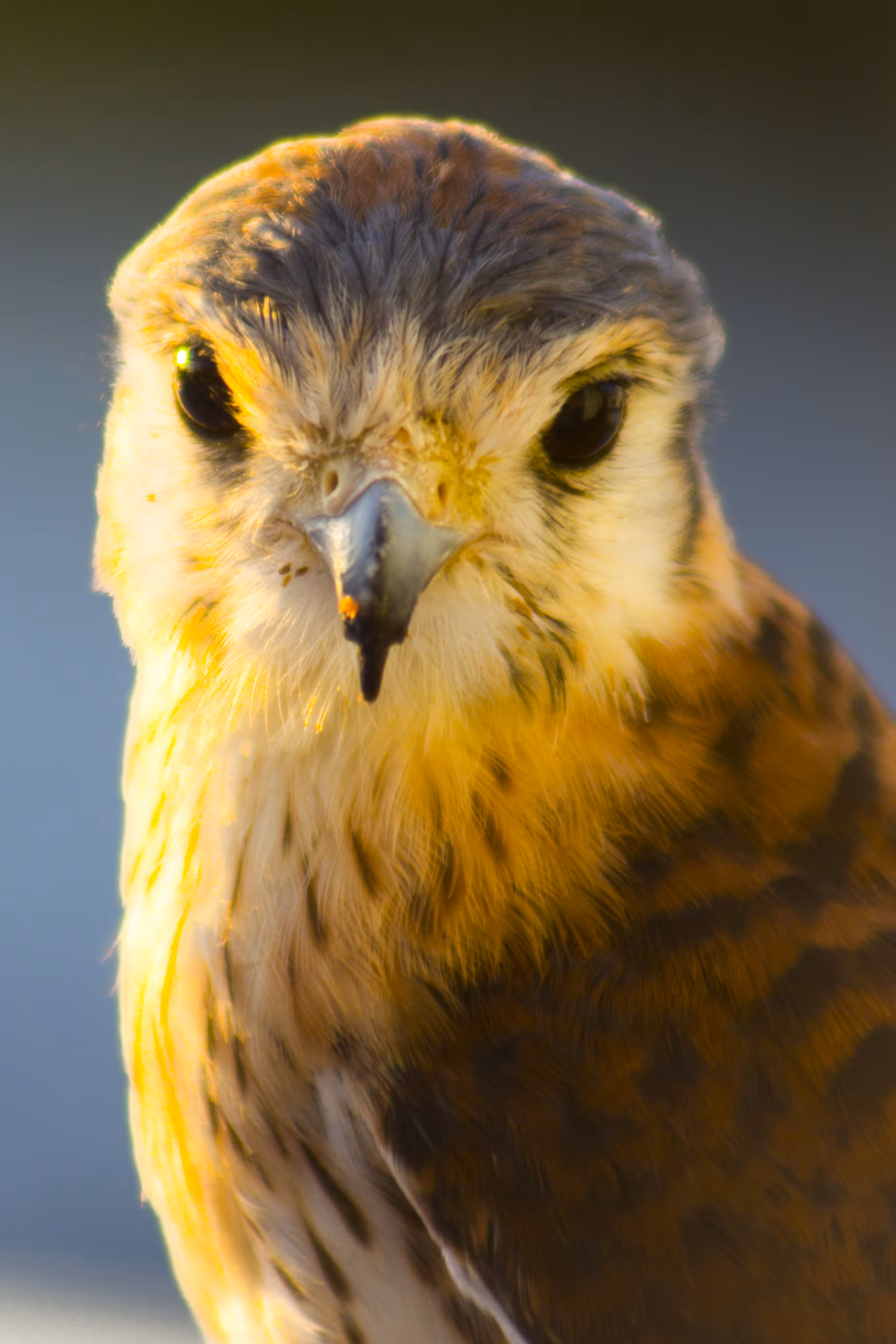 Falco Sparverius #1