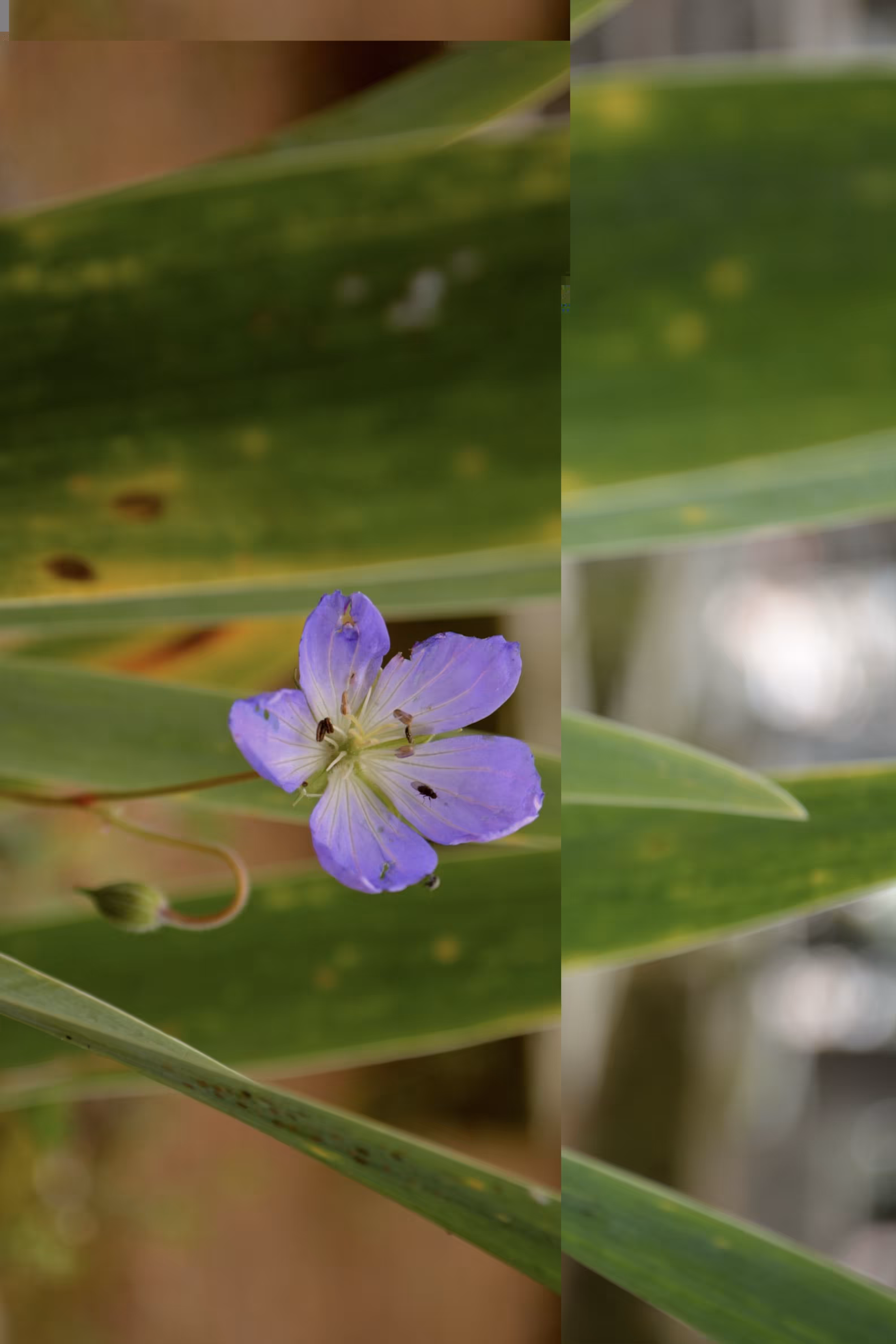 Una flor, un mosquito, un día lejano