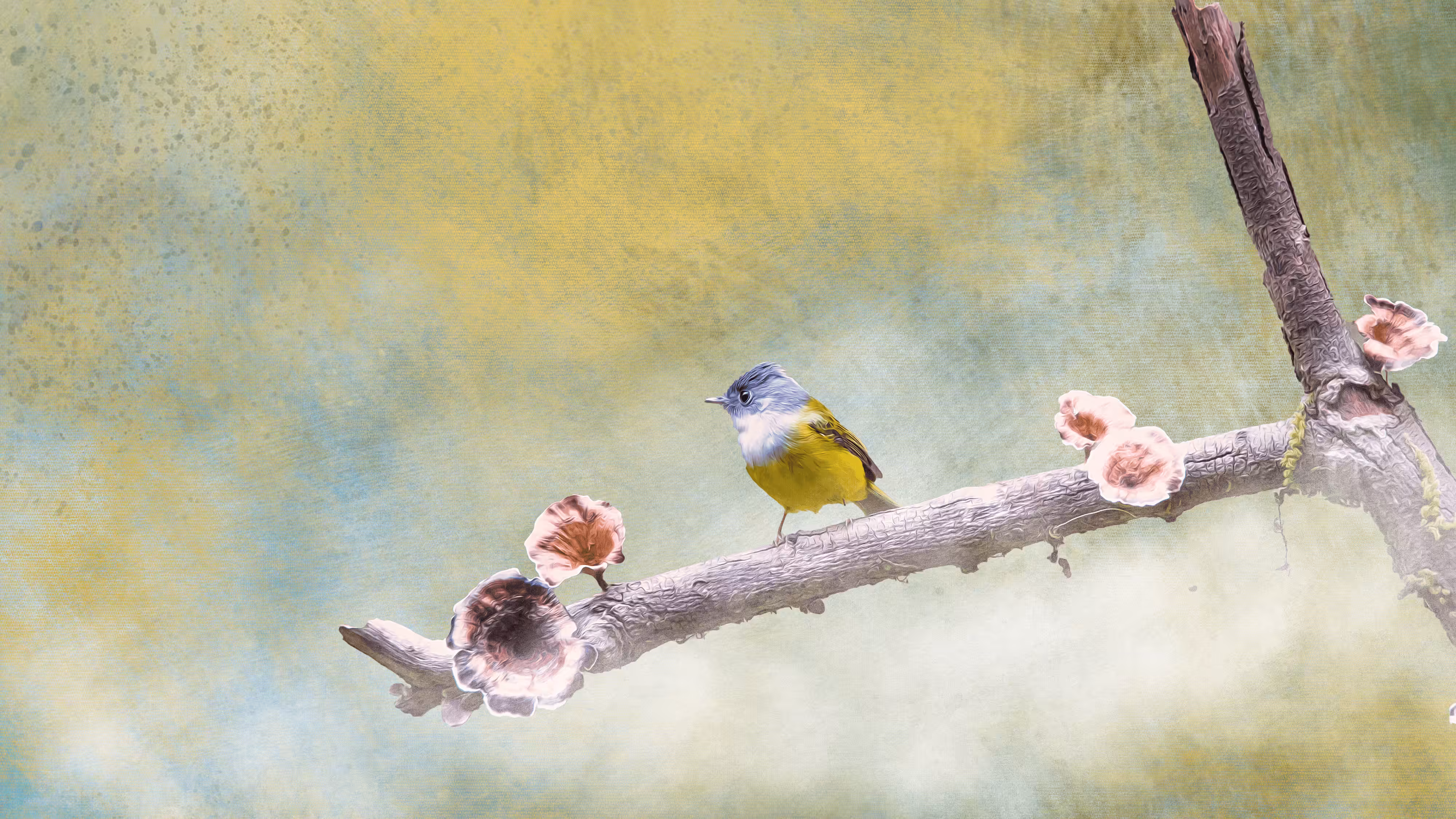 #13 Grey Headed Canary FlyCatcher