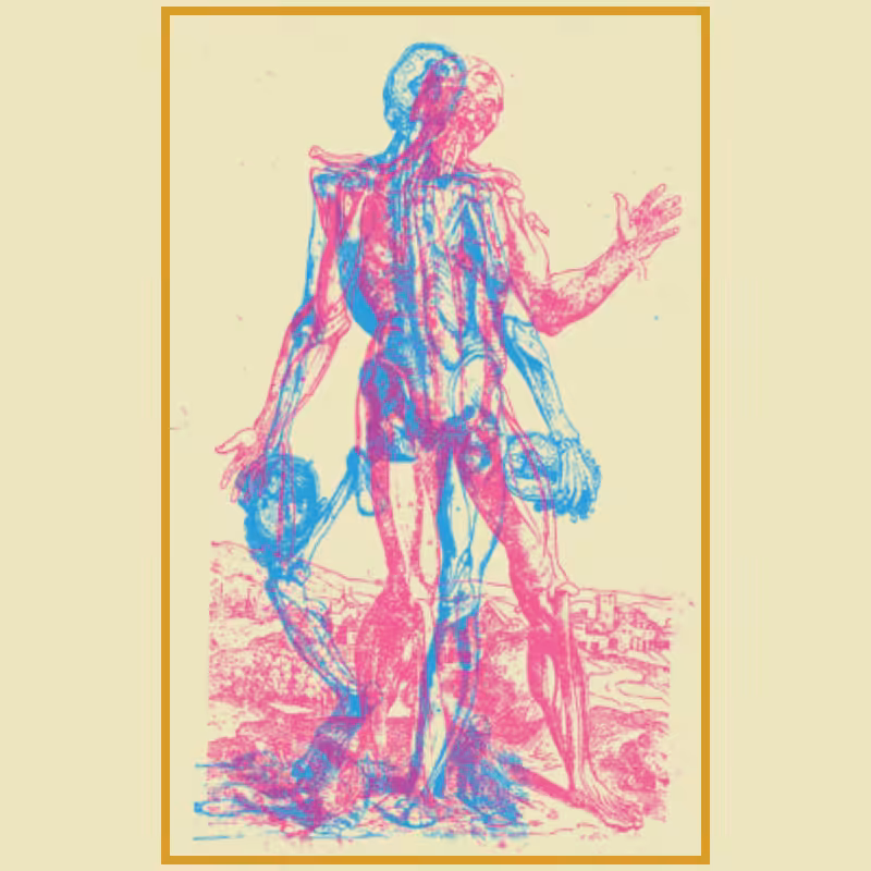 Anatomyk #20