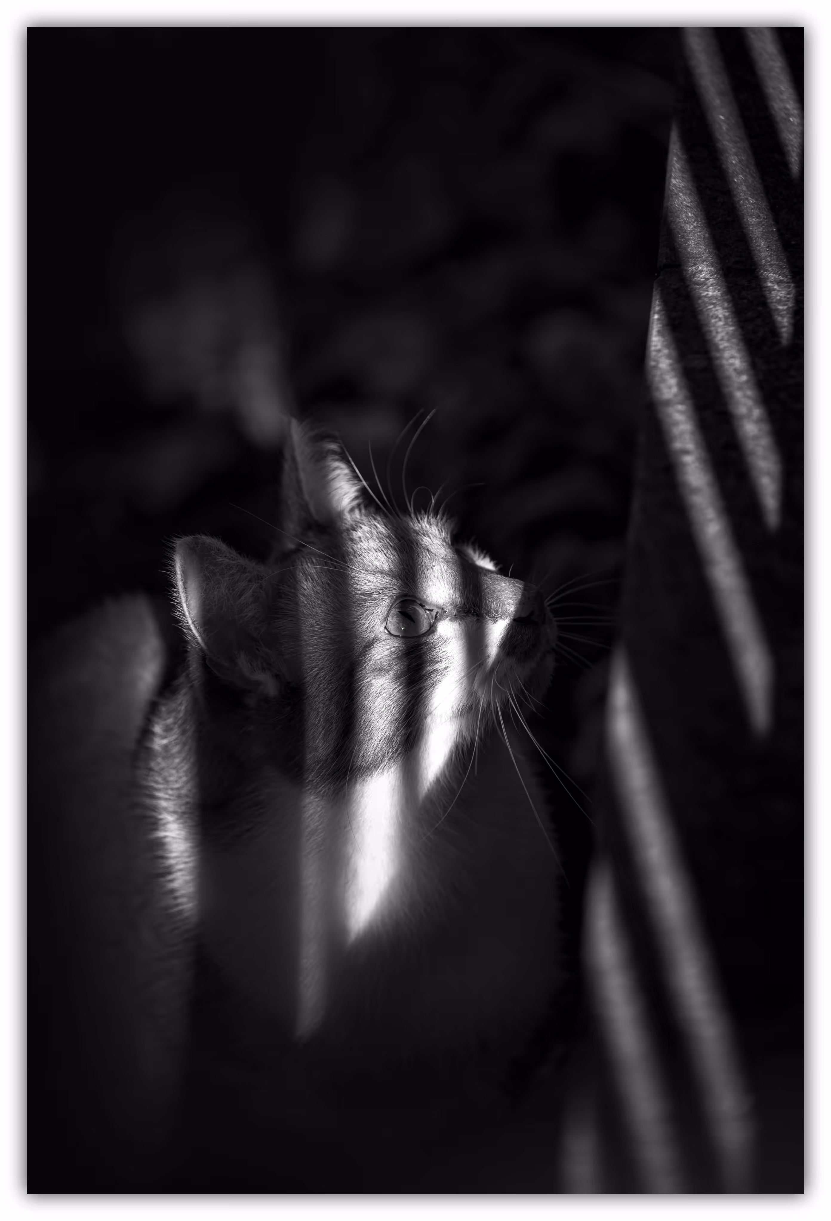 Cat and shadow