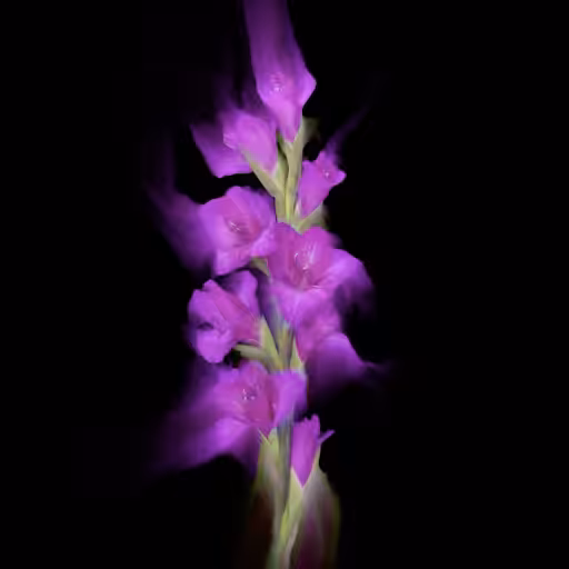 Gladiola 1