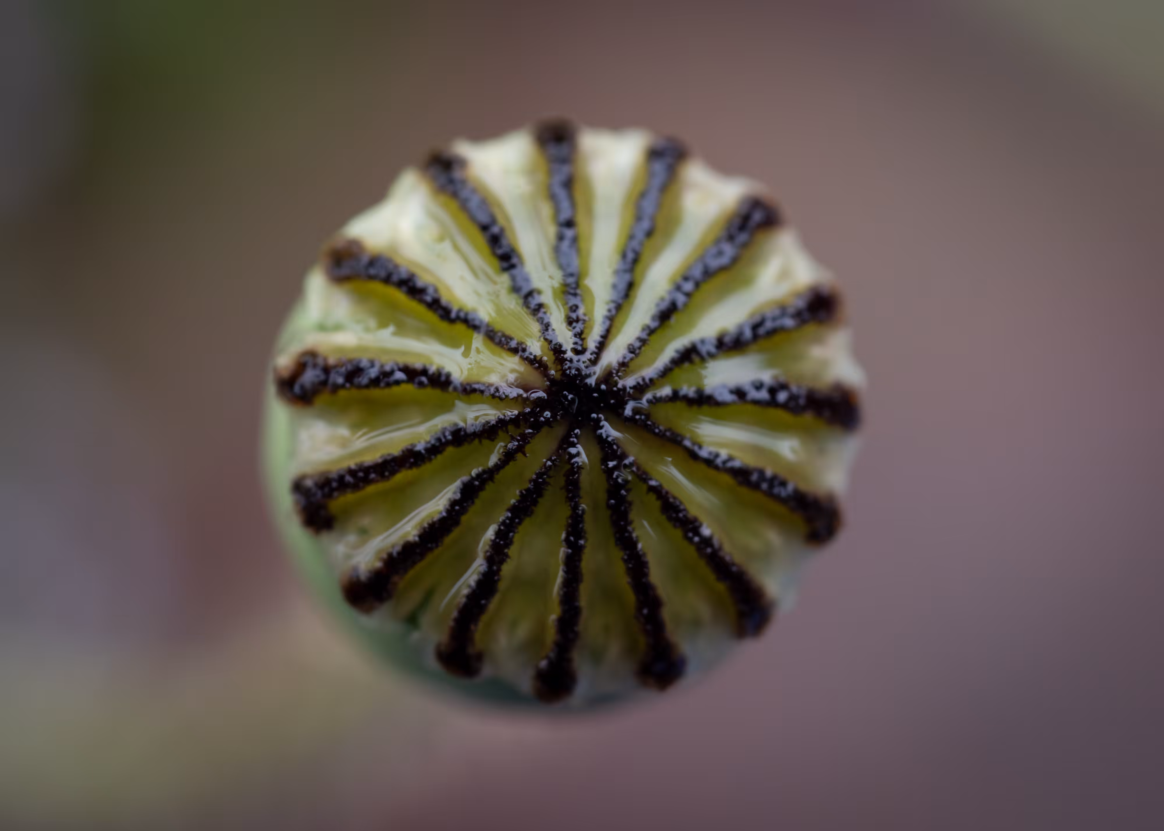 Alien Bud