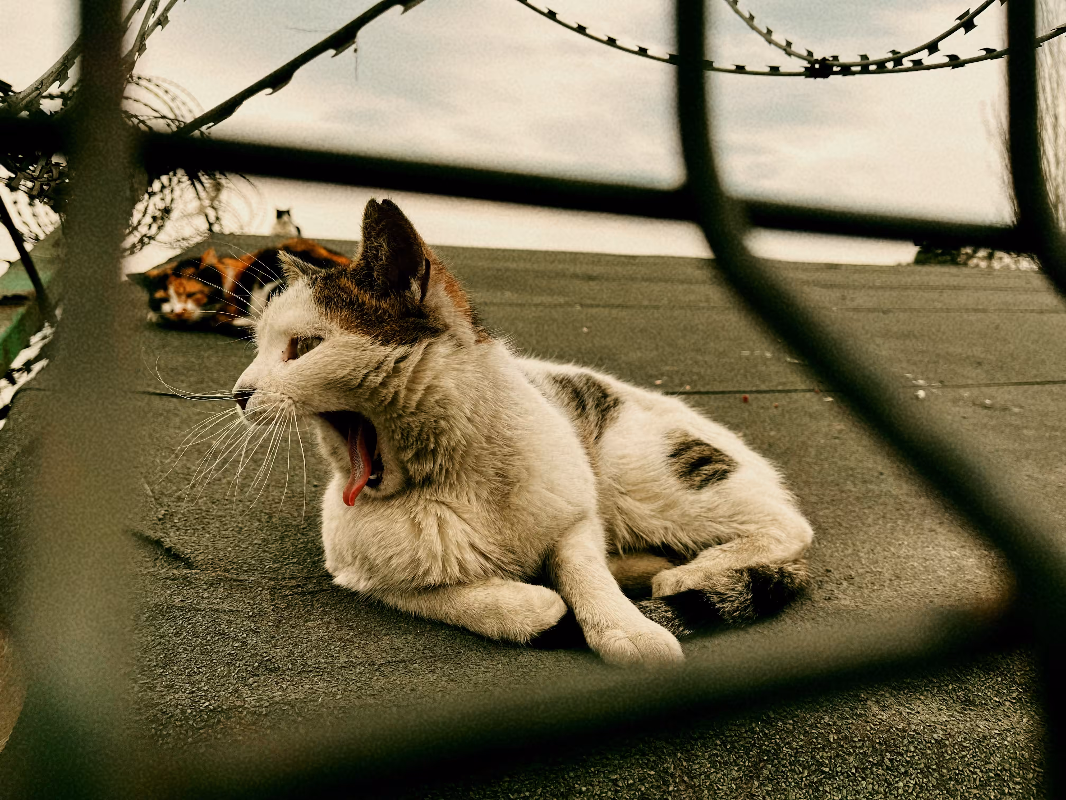 Tired cat