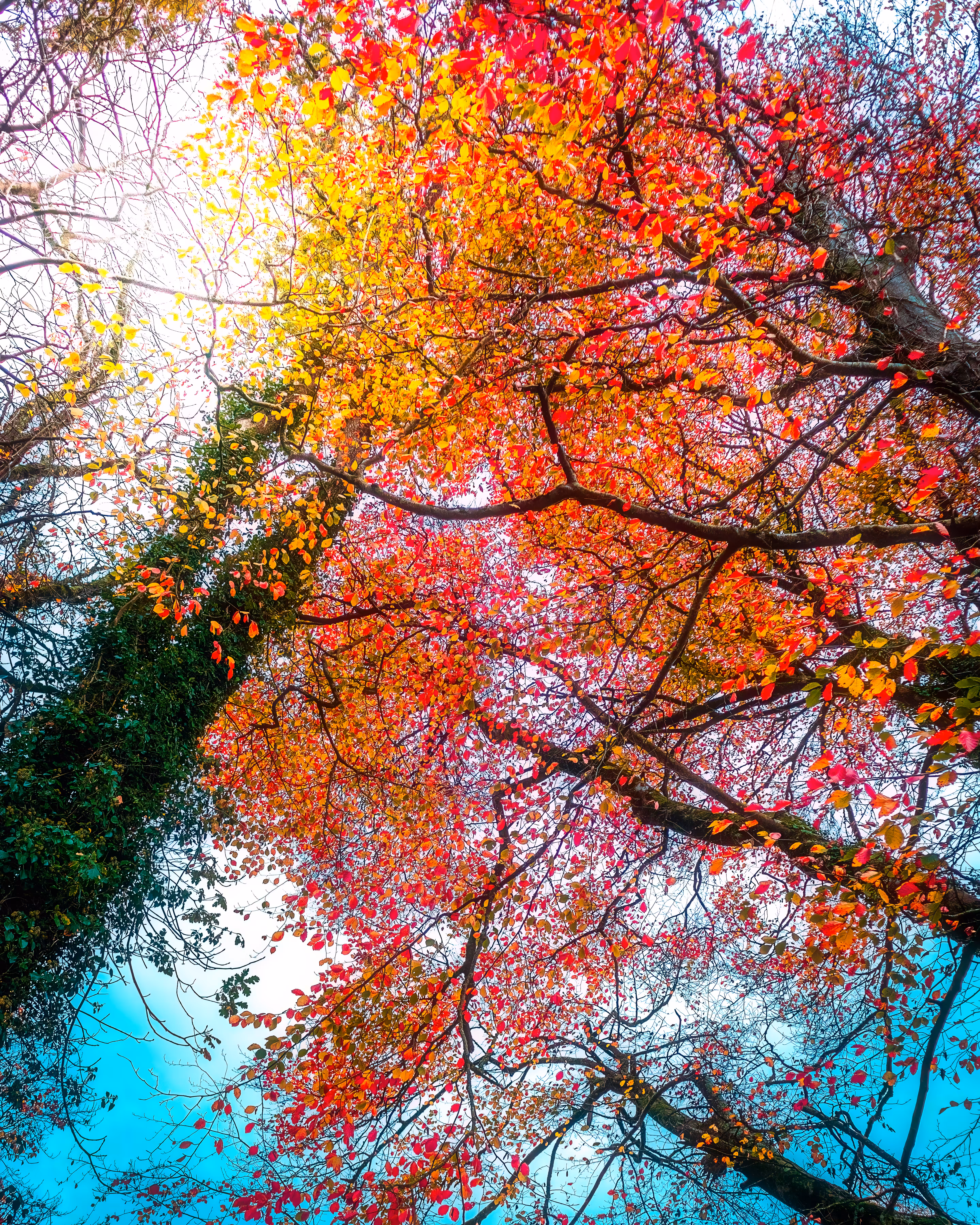 Autumn Treetops