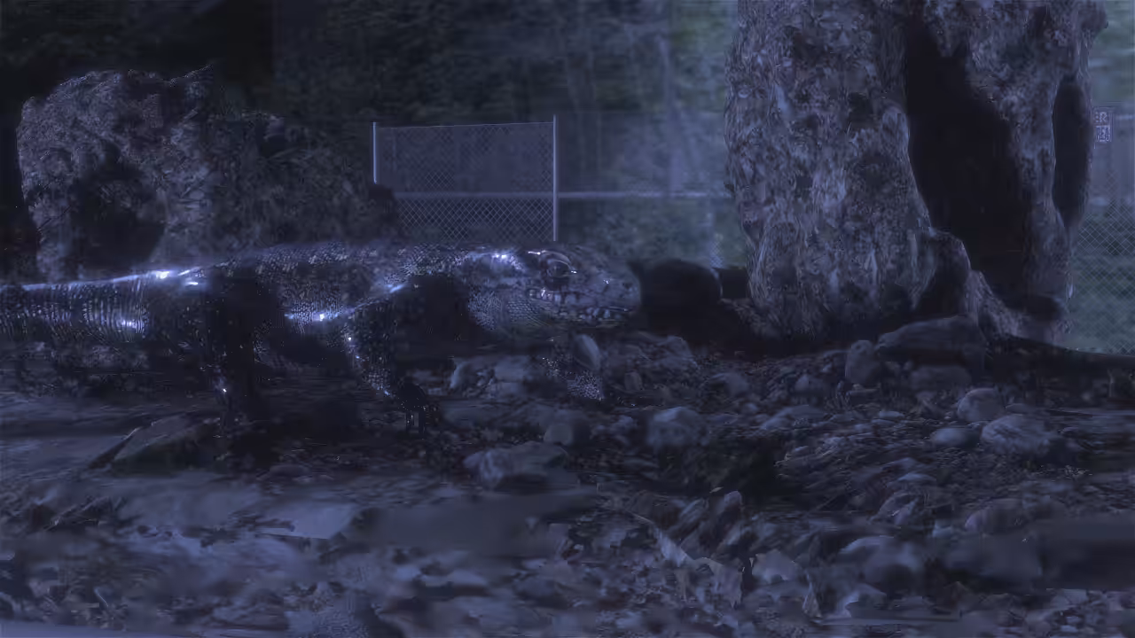 Lizard Walk 