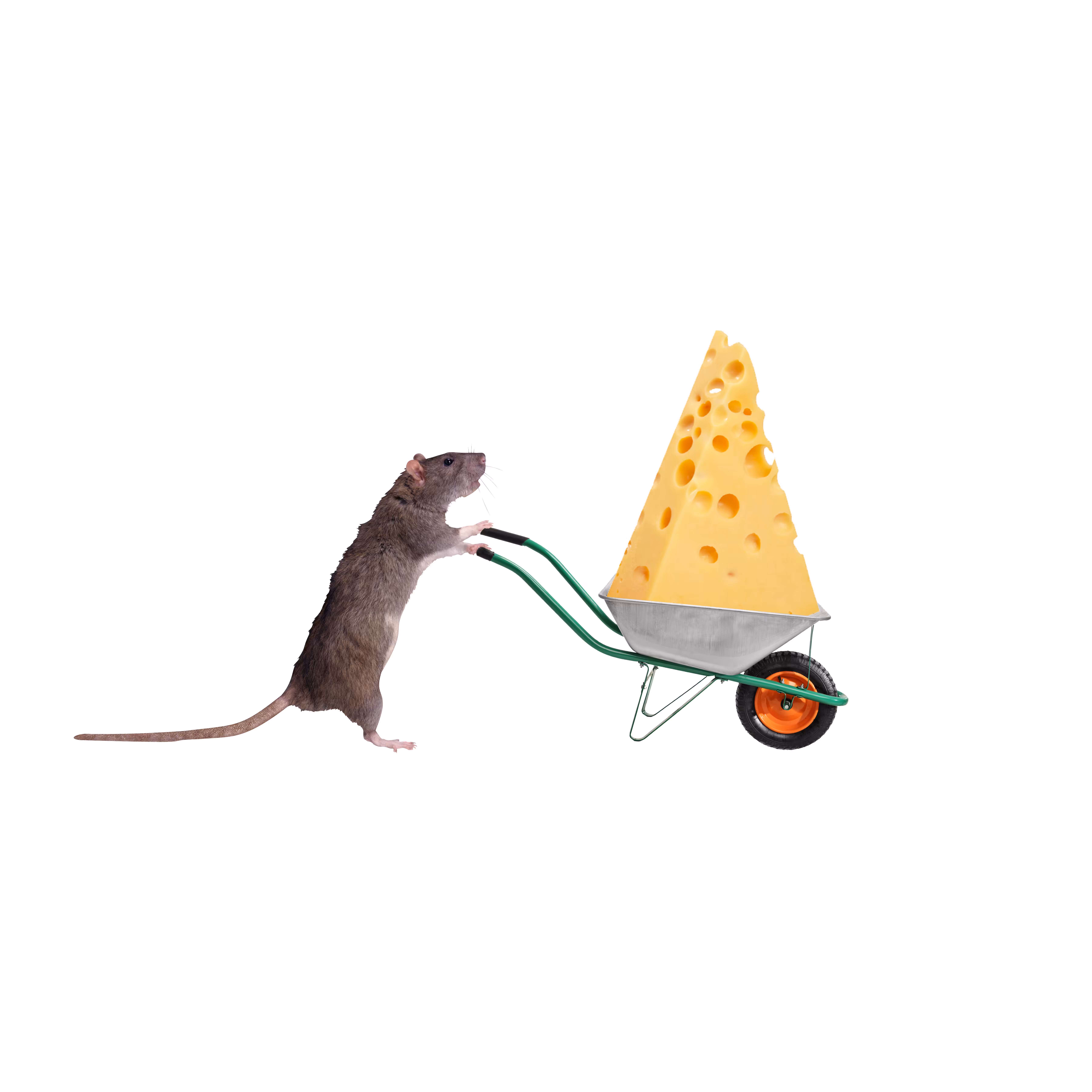 Mouse Hit a Lick, 2022