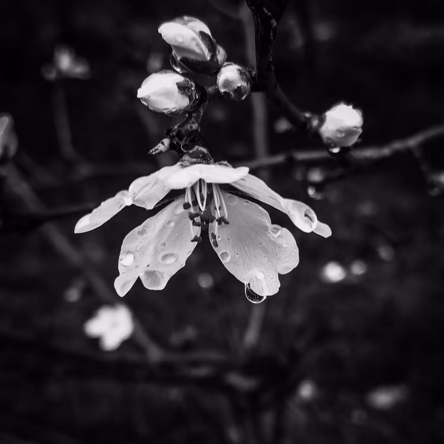 Wither Away