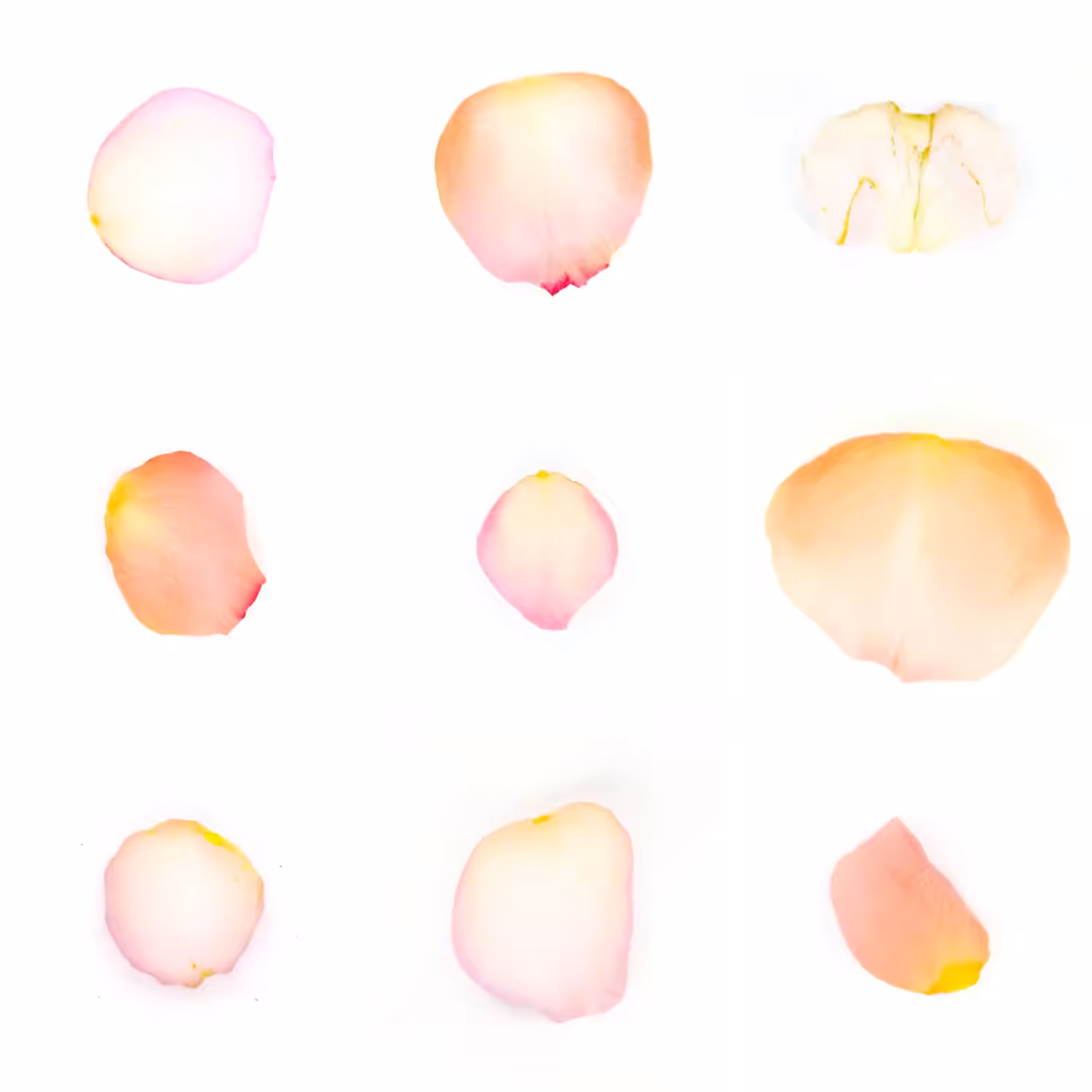 Infinite Petals 3x3#802