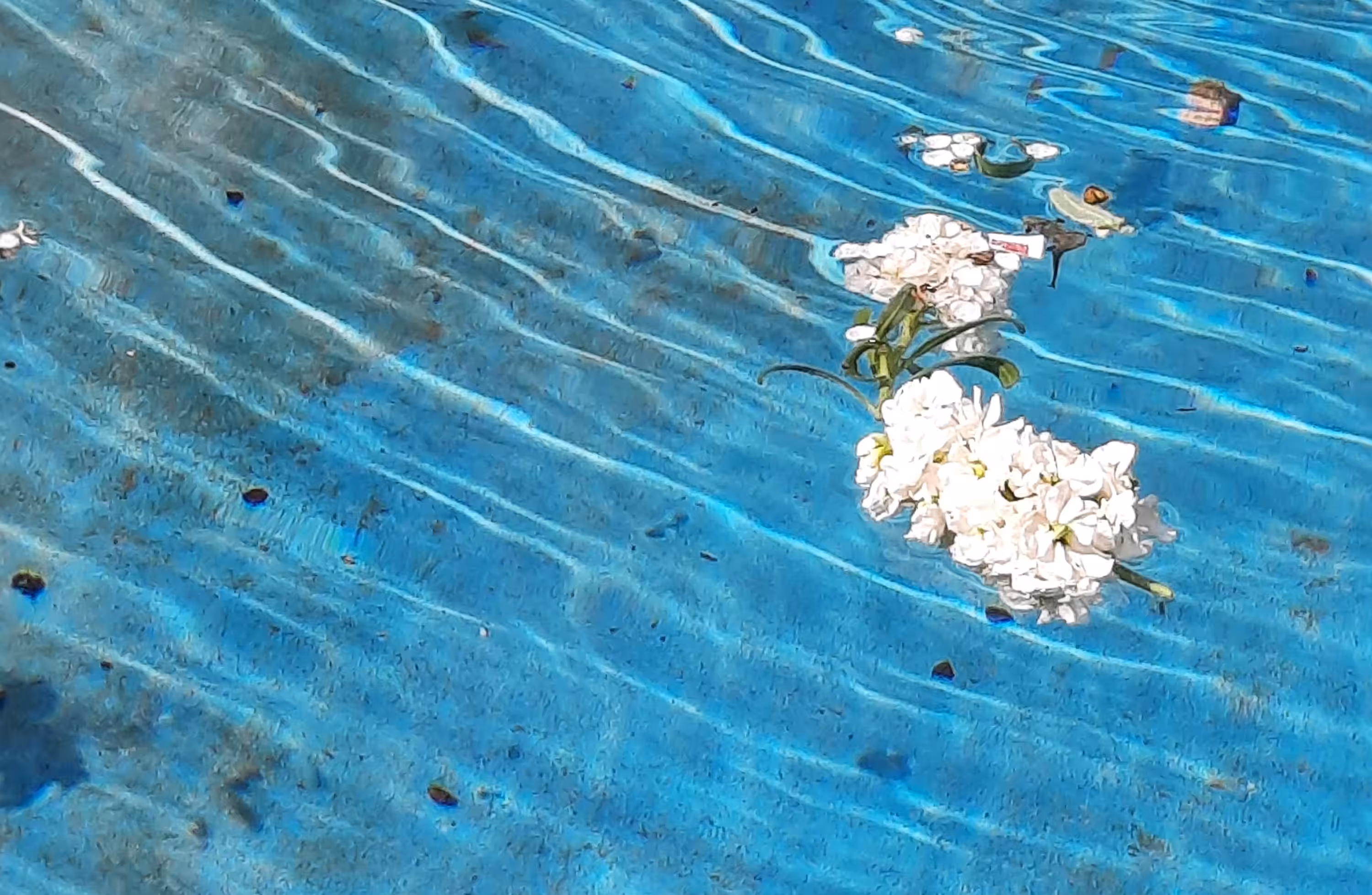 The Happy Valley: Spring in the pond