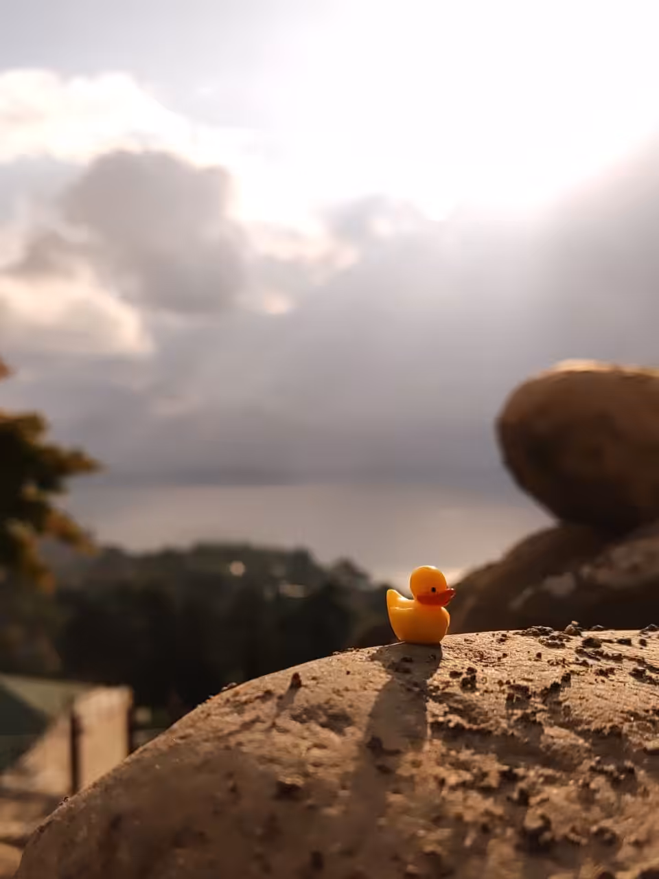 Duck #5