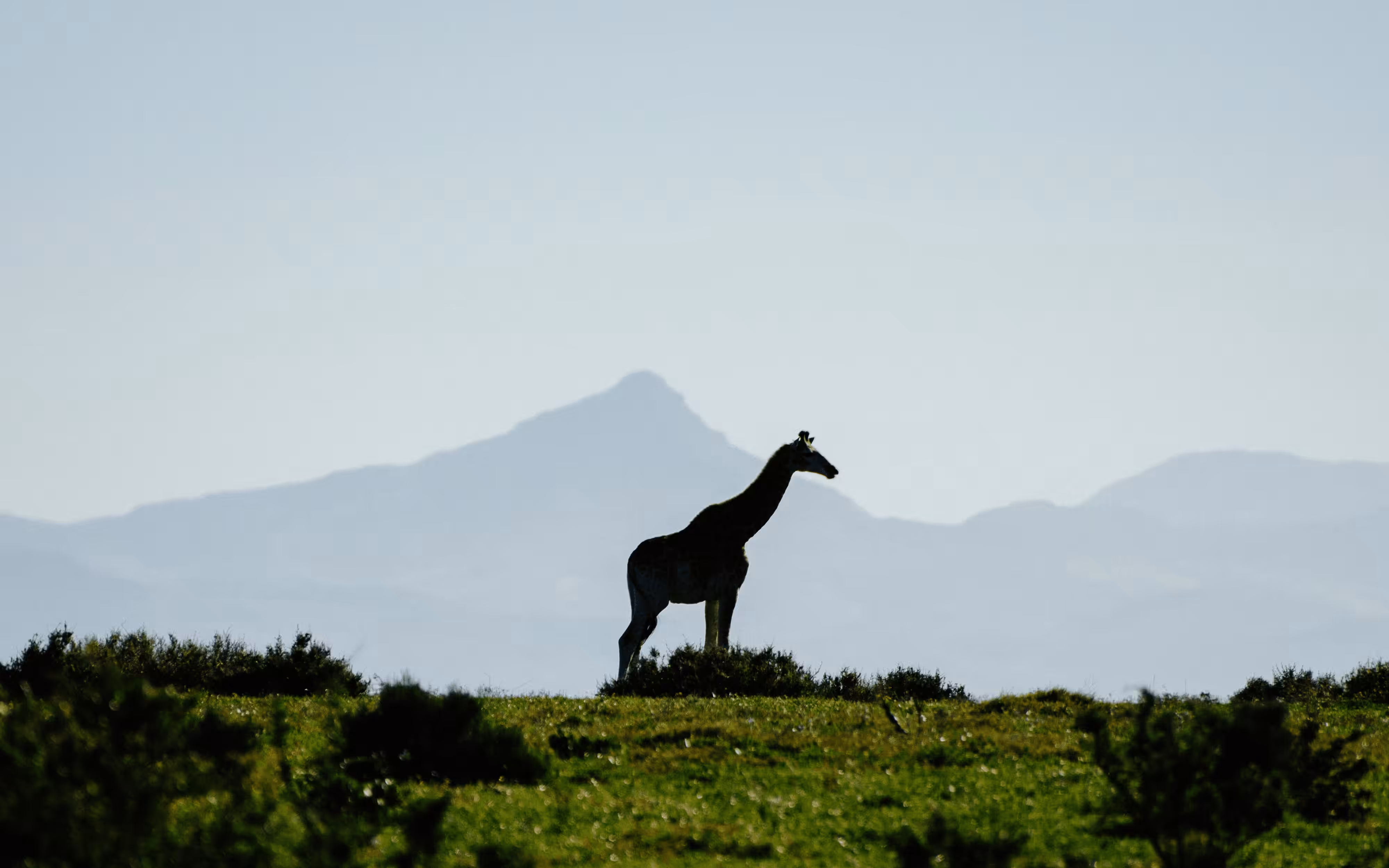 Standing Tall