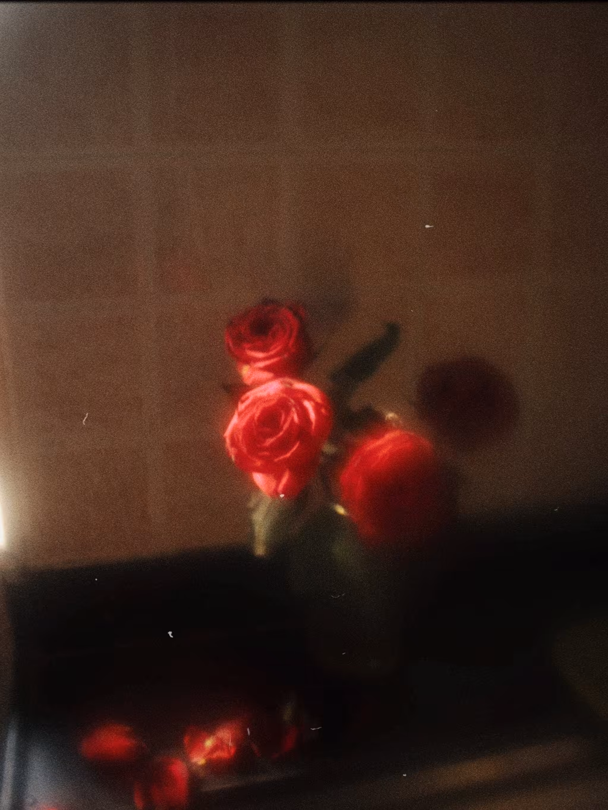 Rose B l o o m