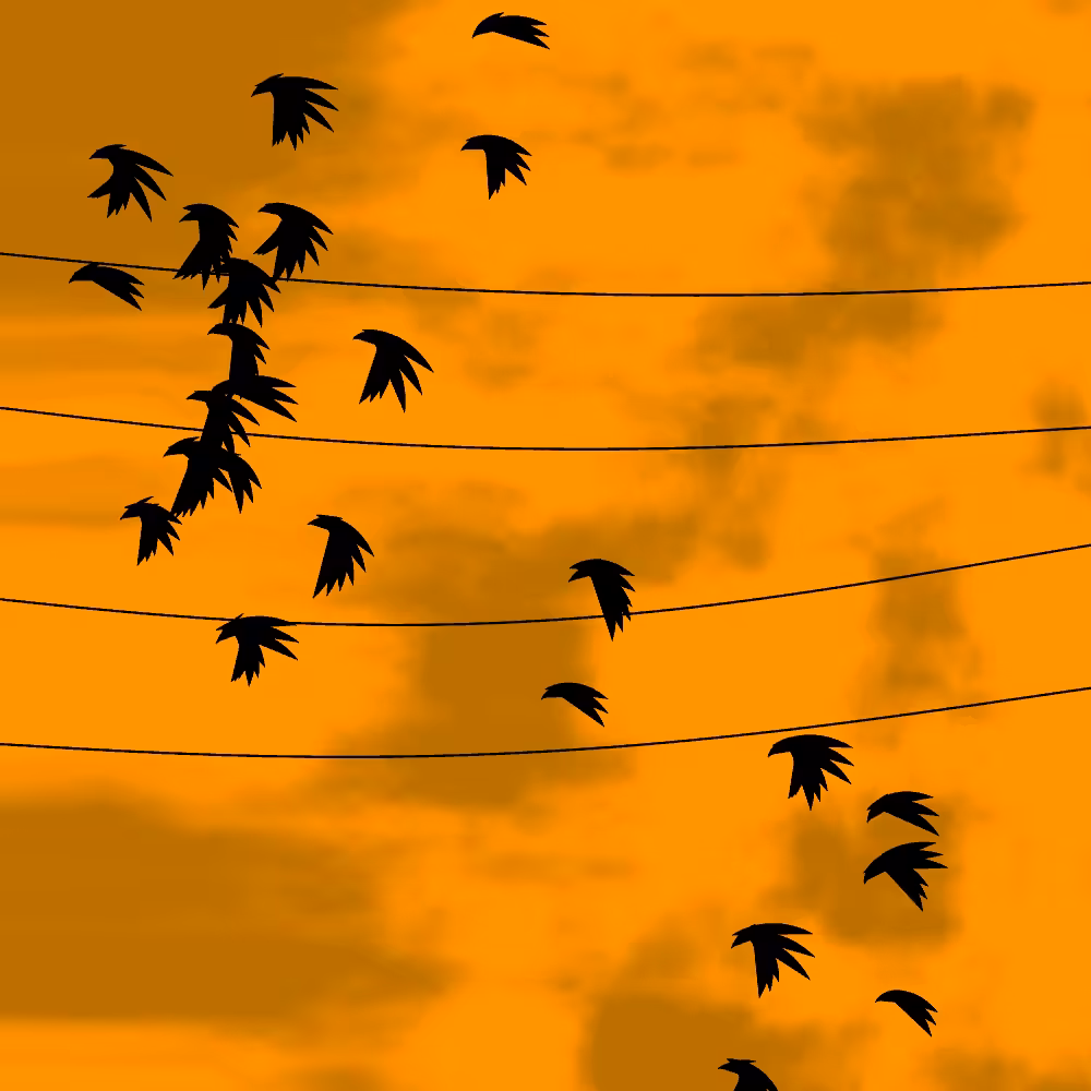 Flock #4