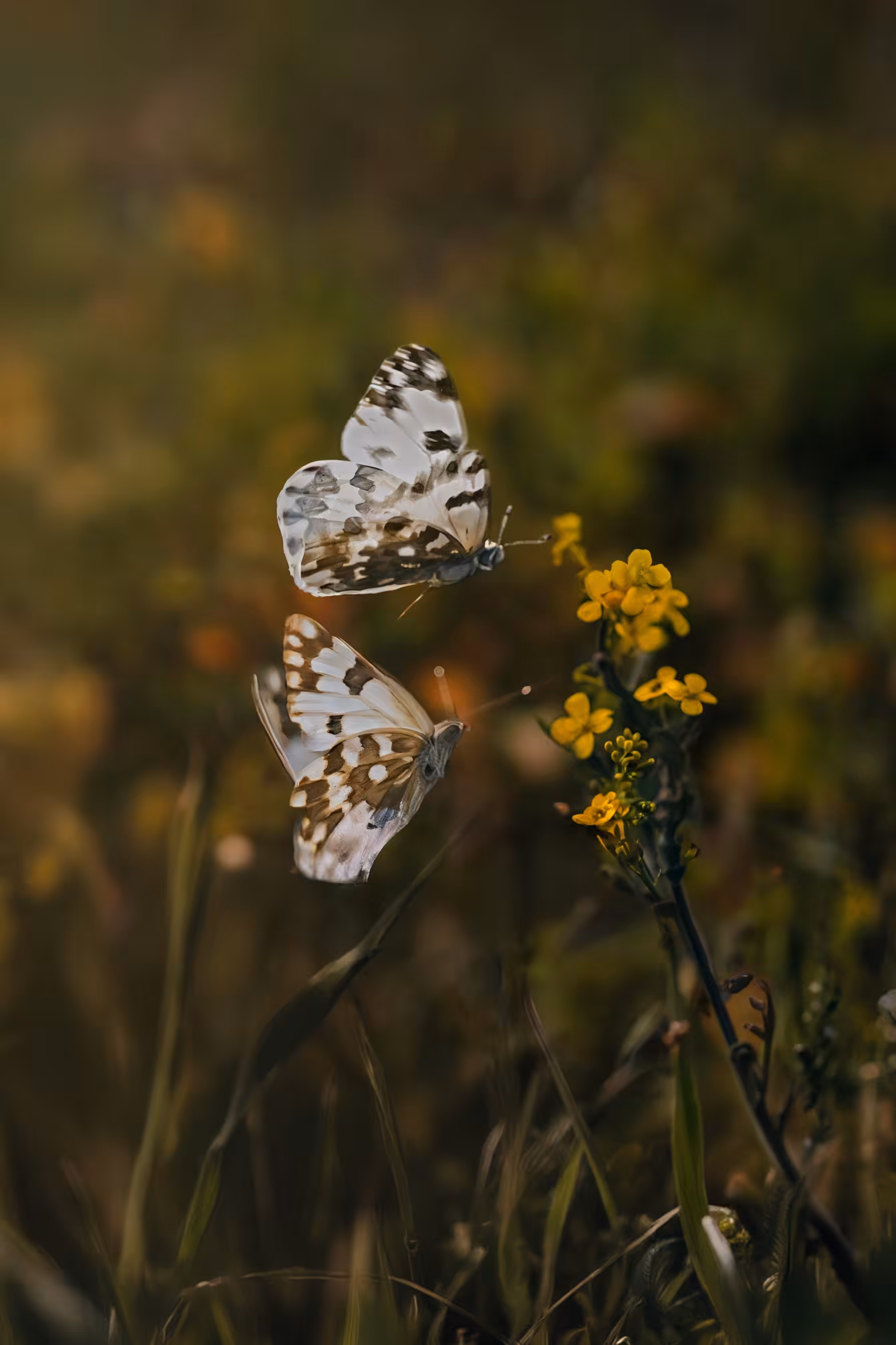 Butterfly Whispers