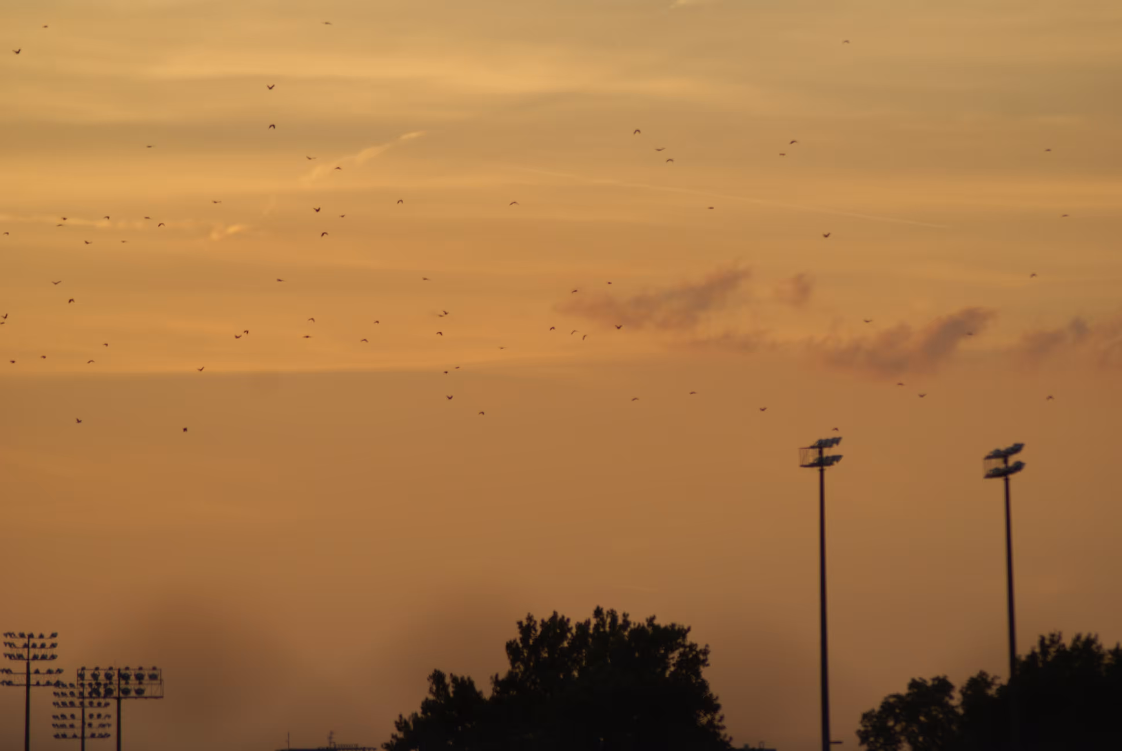 Birds at the Arboretum, 2016