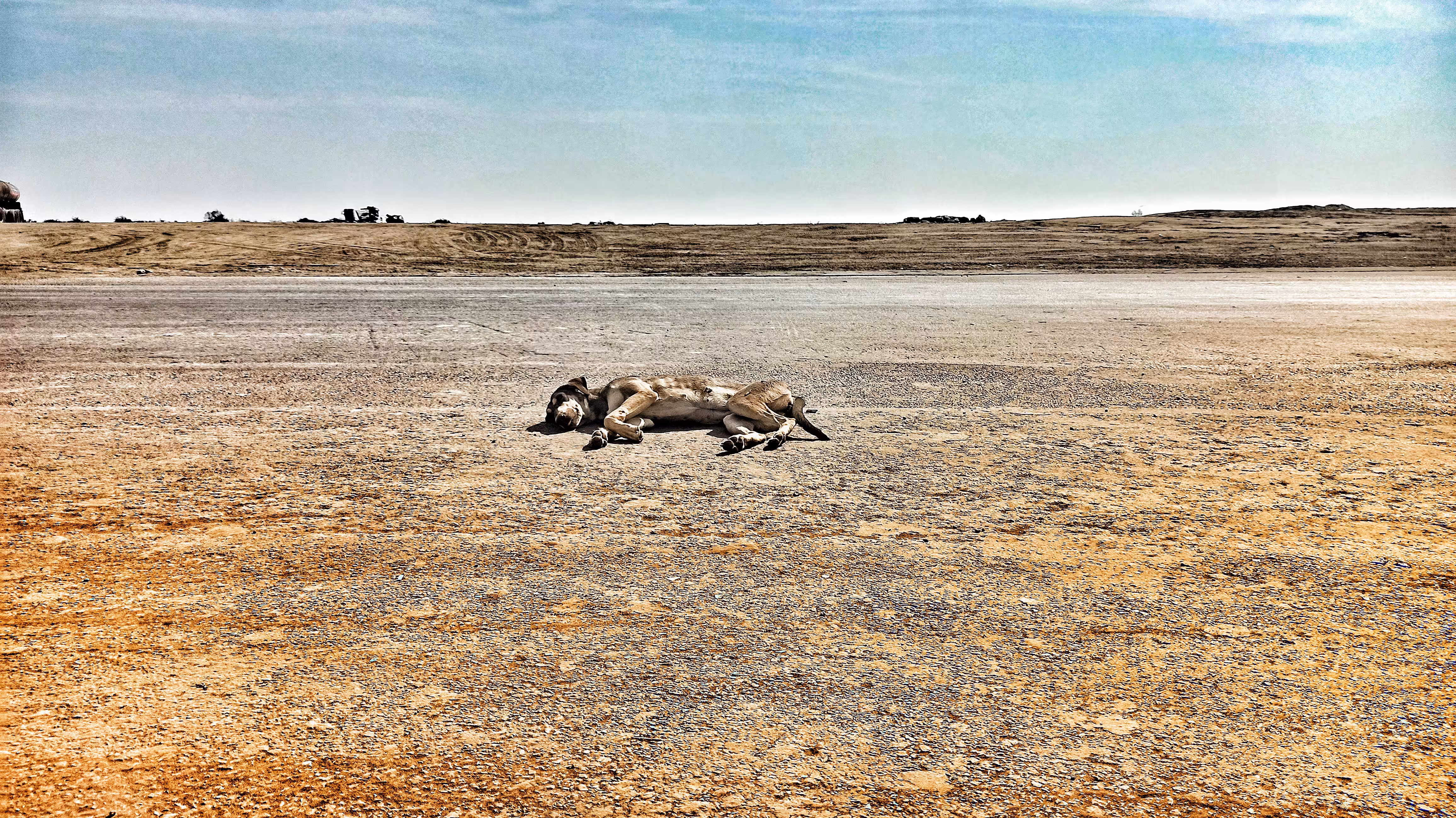 Daily  photography: Tired street dog