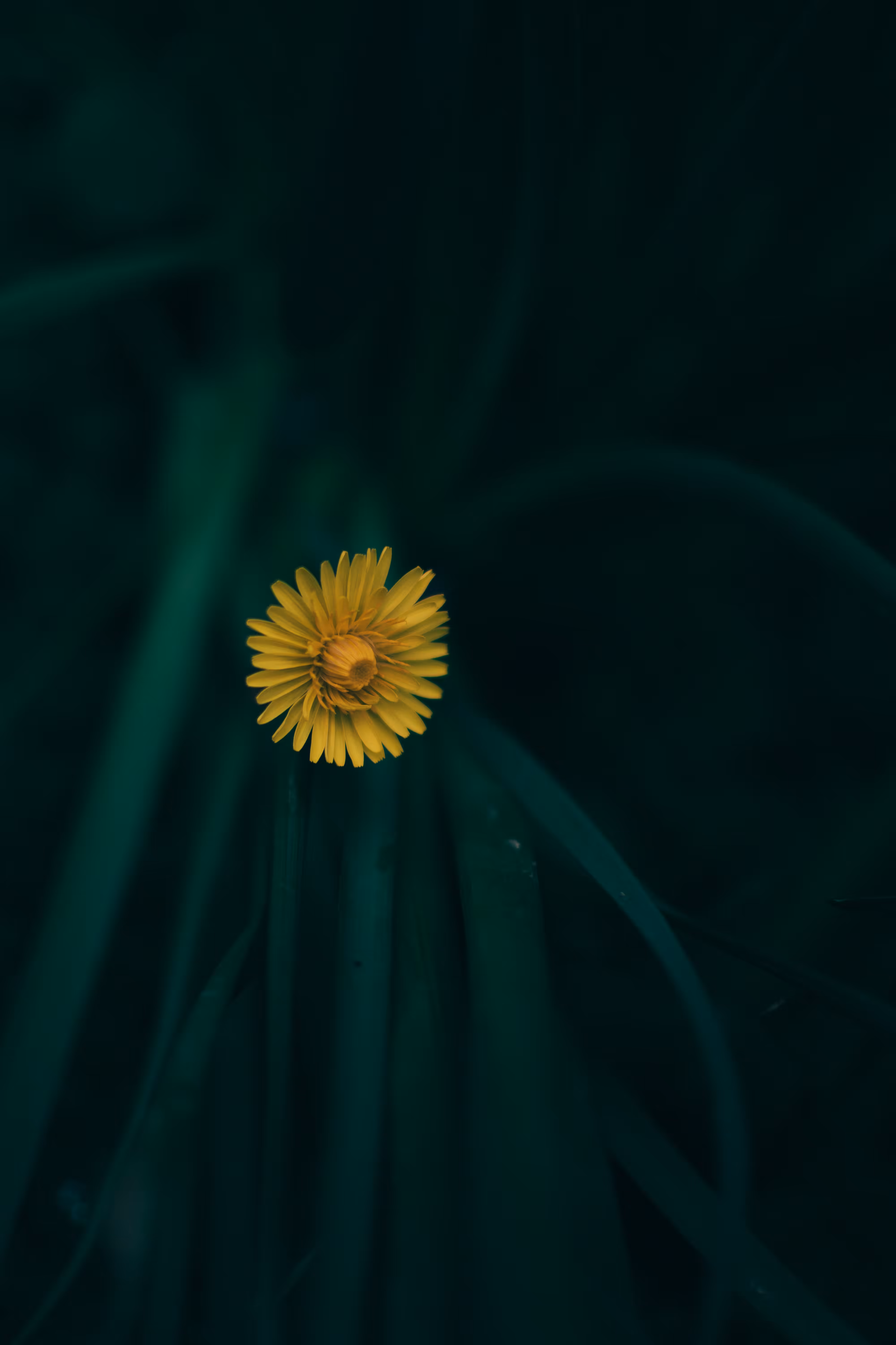 Breath of Light