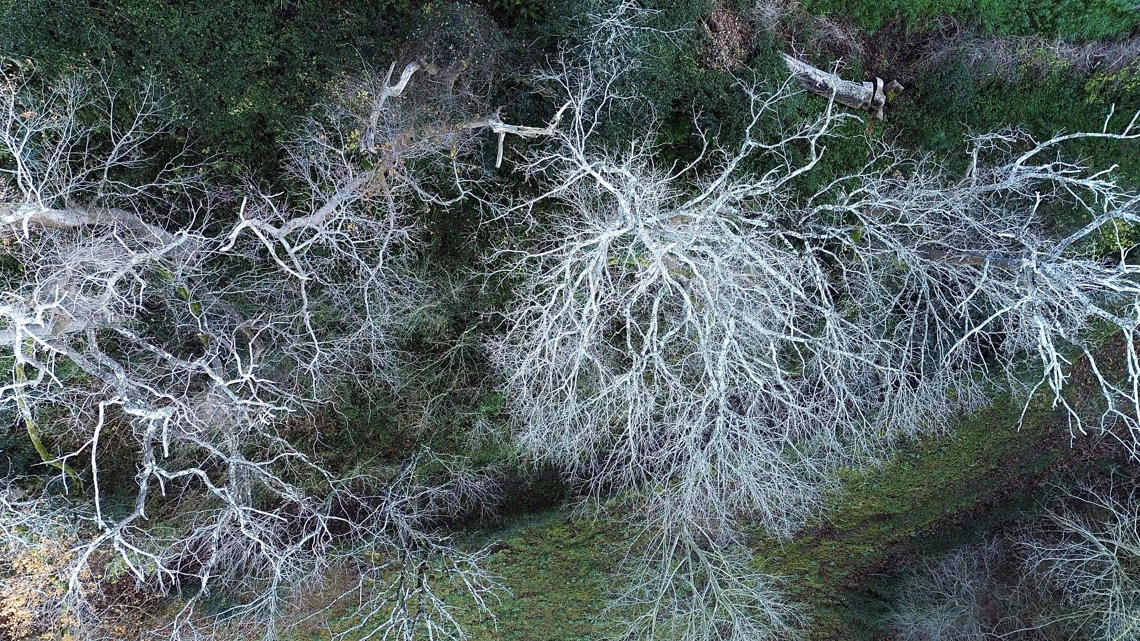 Nature from Above #1