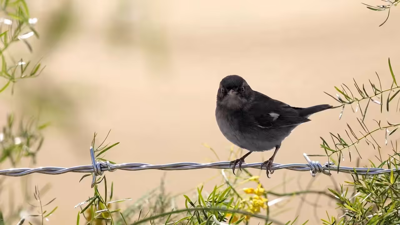 Birds Observations: Scottie, In the Tangle