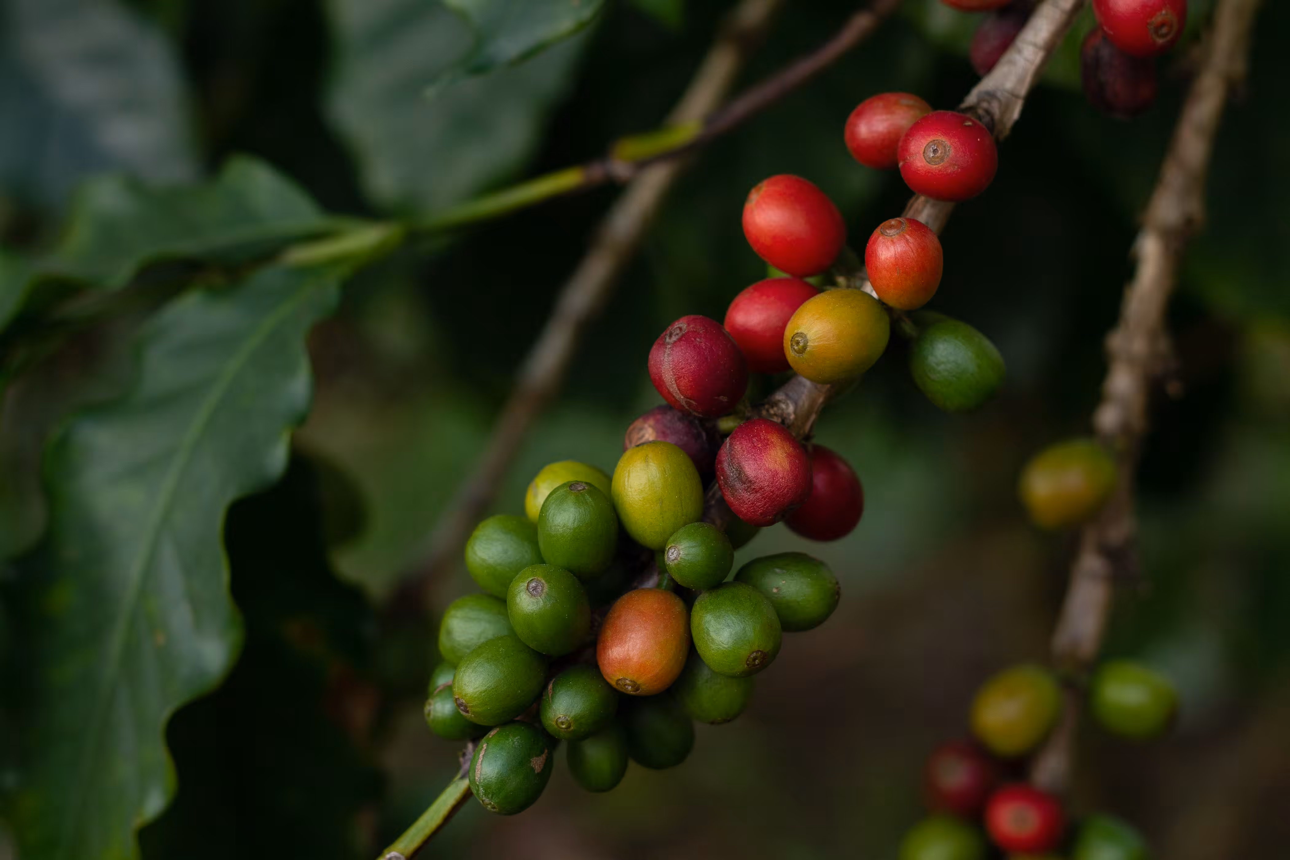International Coffee Day