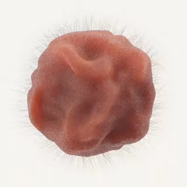 Squishy